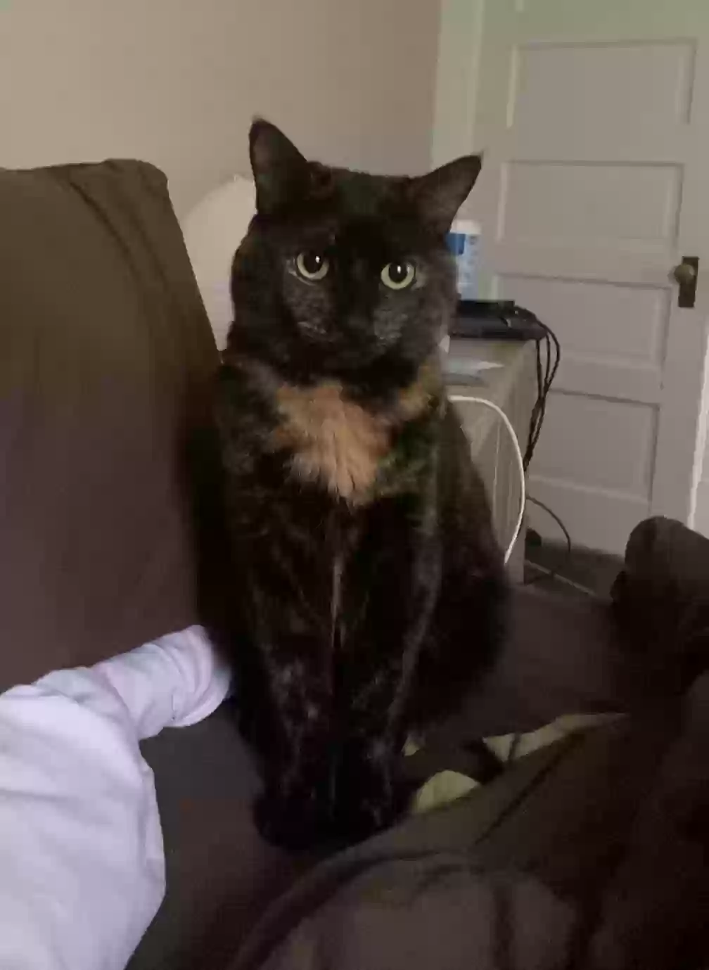 Lost cat in Portland, OR, 97211