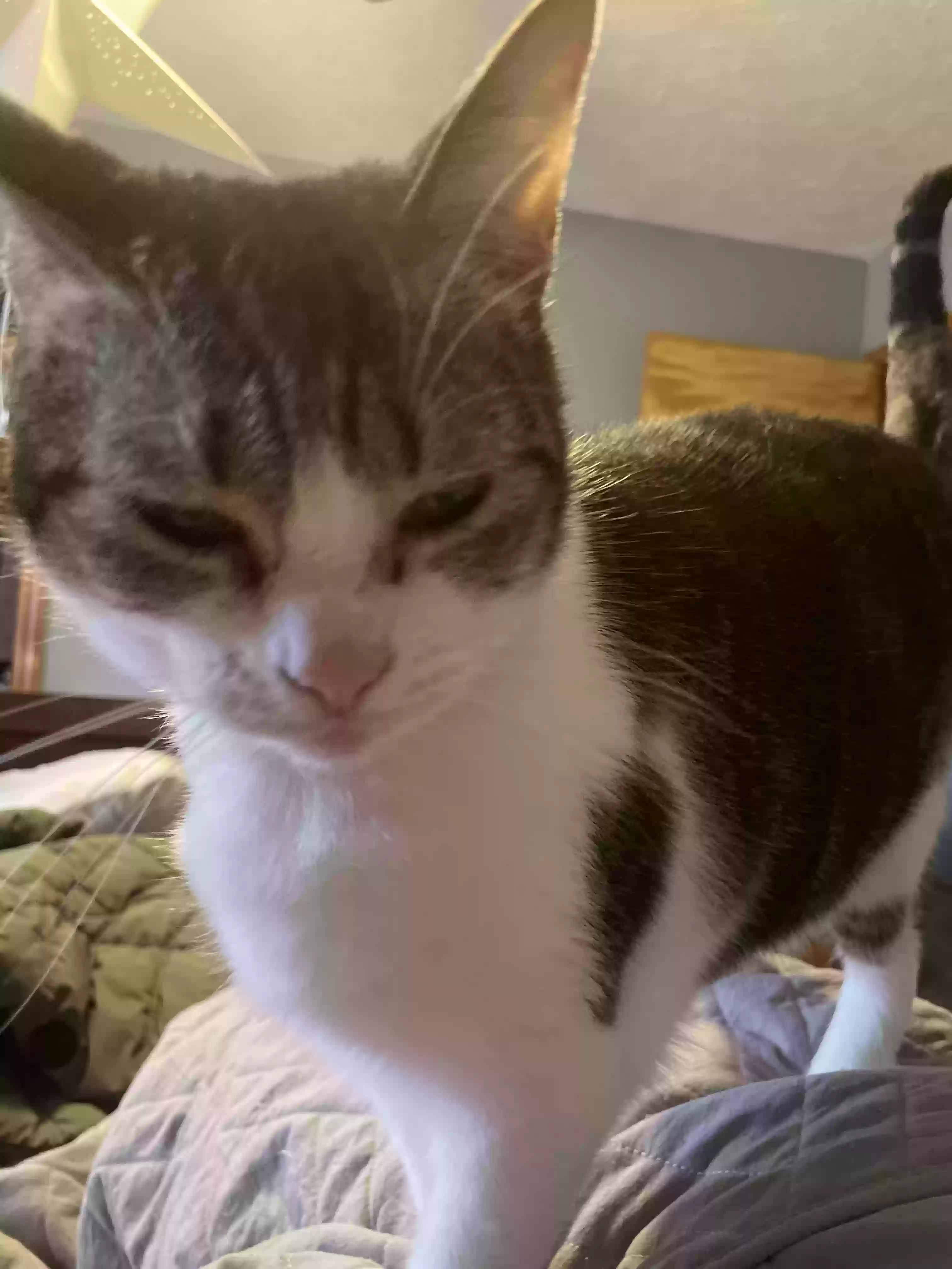 Lost cat in Knoxville, TN, 37919