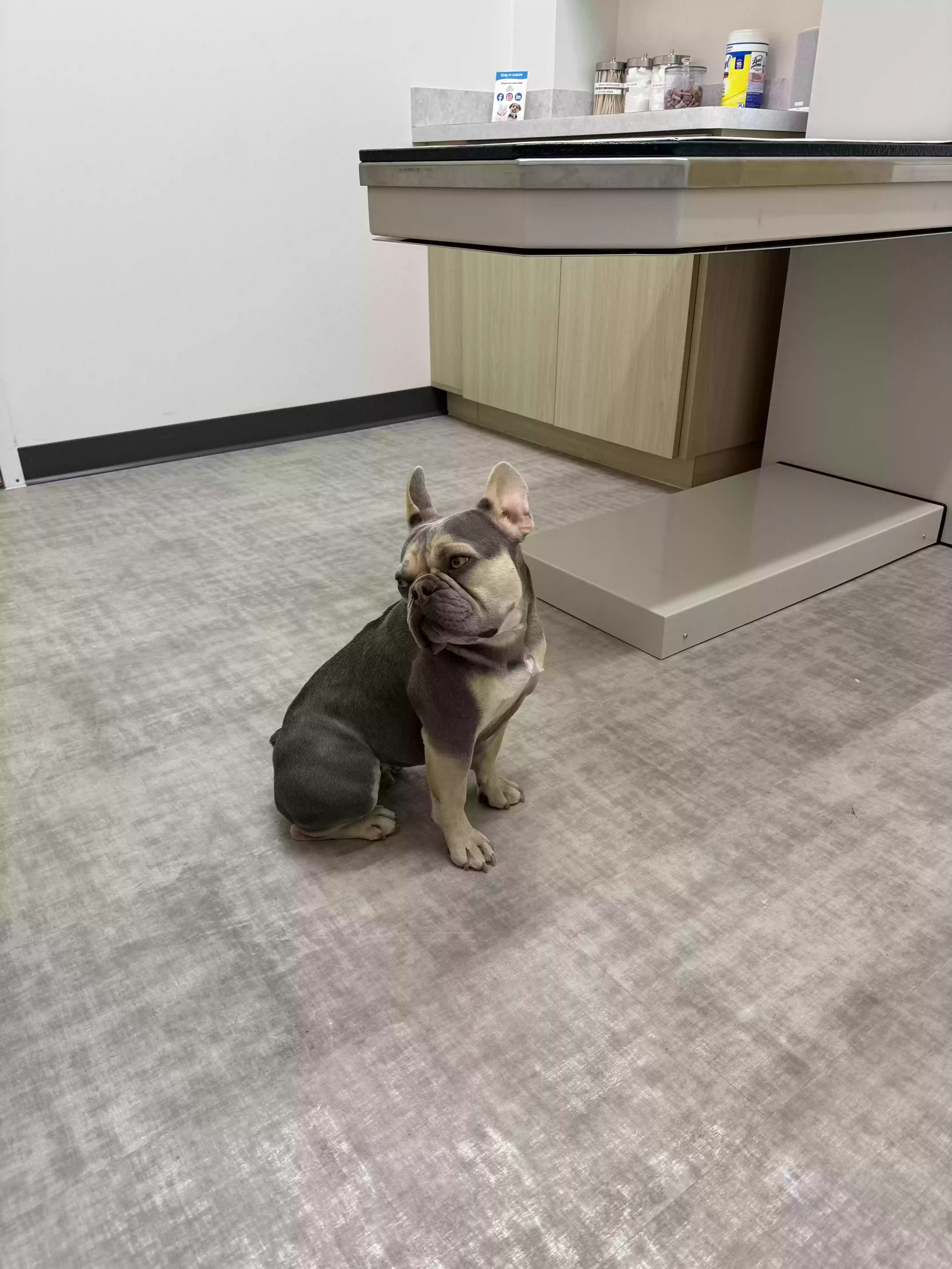 Lost dog in Tucson, AZ, 85713