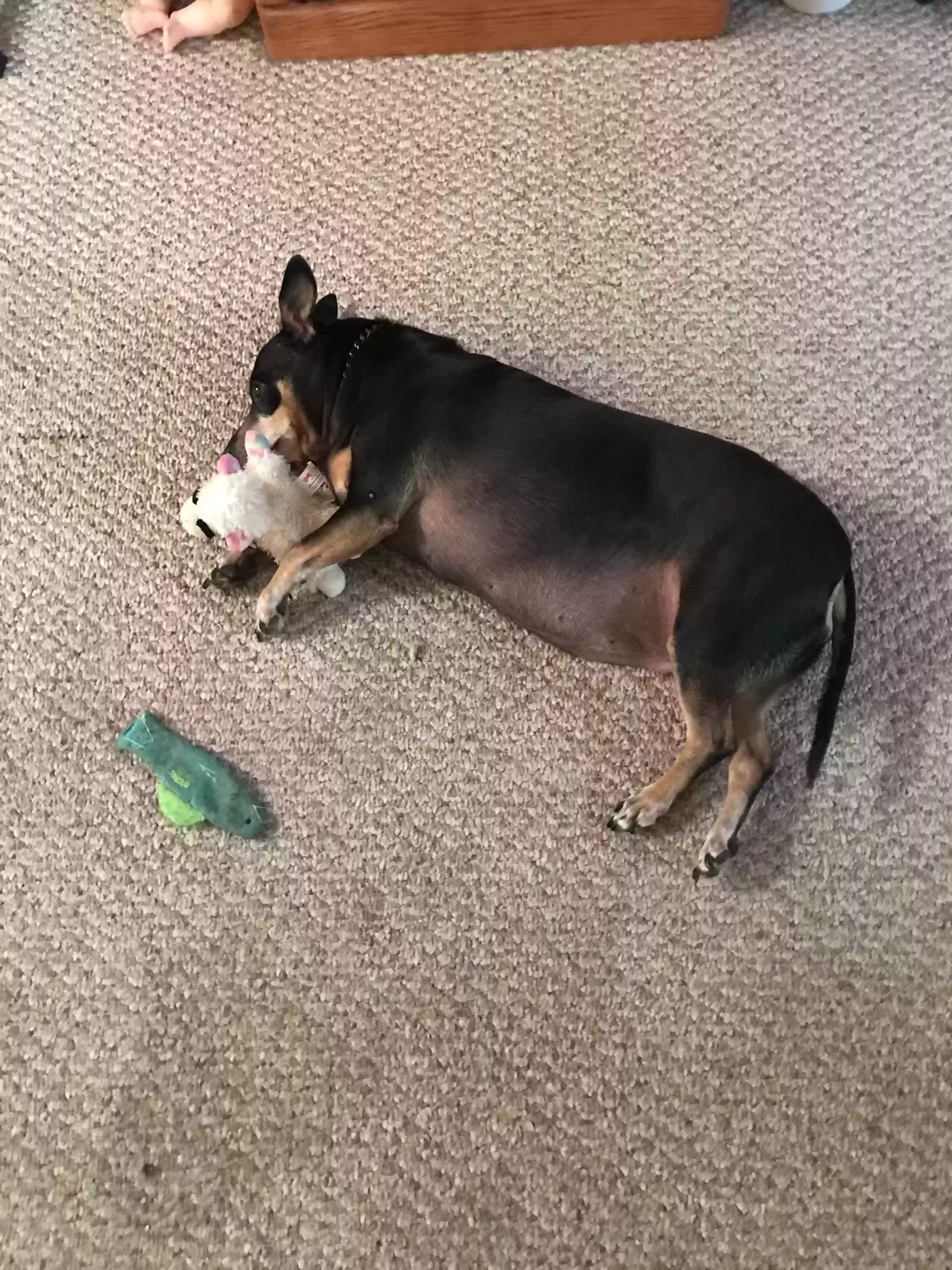 Lost dog in Port Saint Lucie, FL, 34953