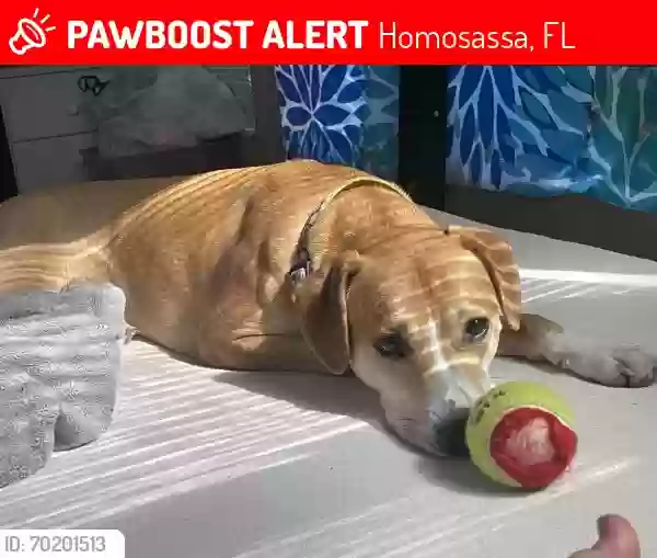 Lost dog in Homosassa, FL, 34446