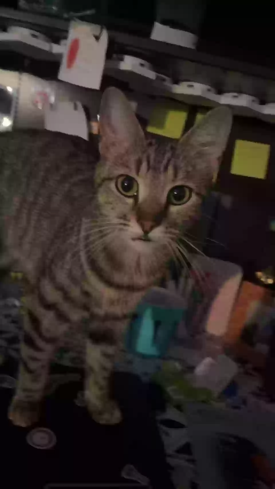 Lost cat in Canal Winchester, OH, 43110