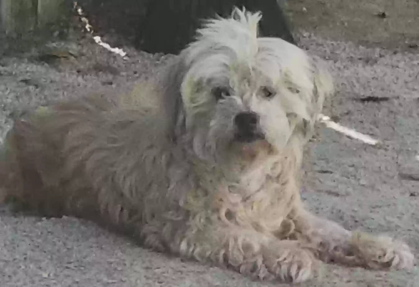 Lost dog in Tampa, FL, 33613
