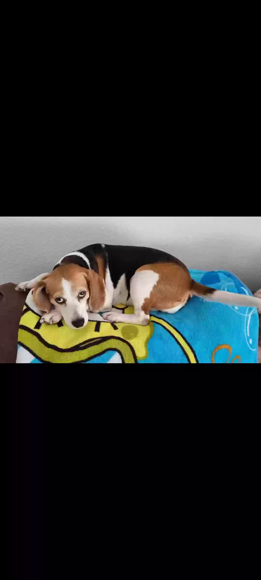 Lost dog in Monterey, CA, 93940