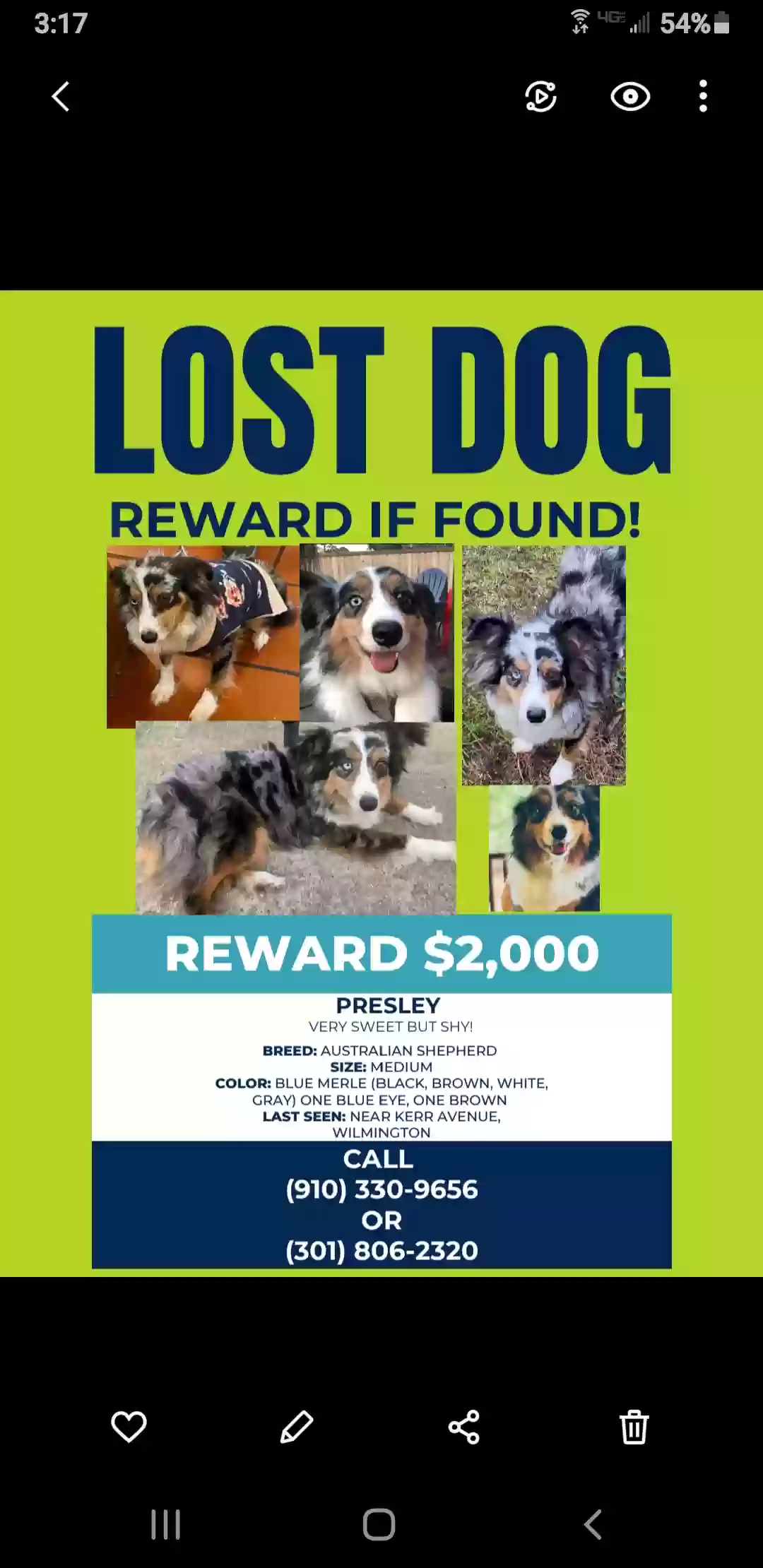 Lost dog in Wilmington, NC, 28403