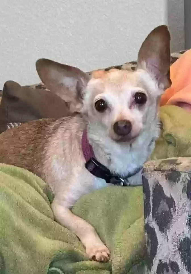 Lost dog in Granbury, TX, 76048