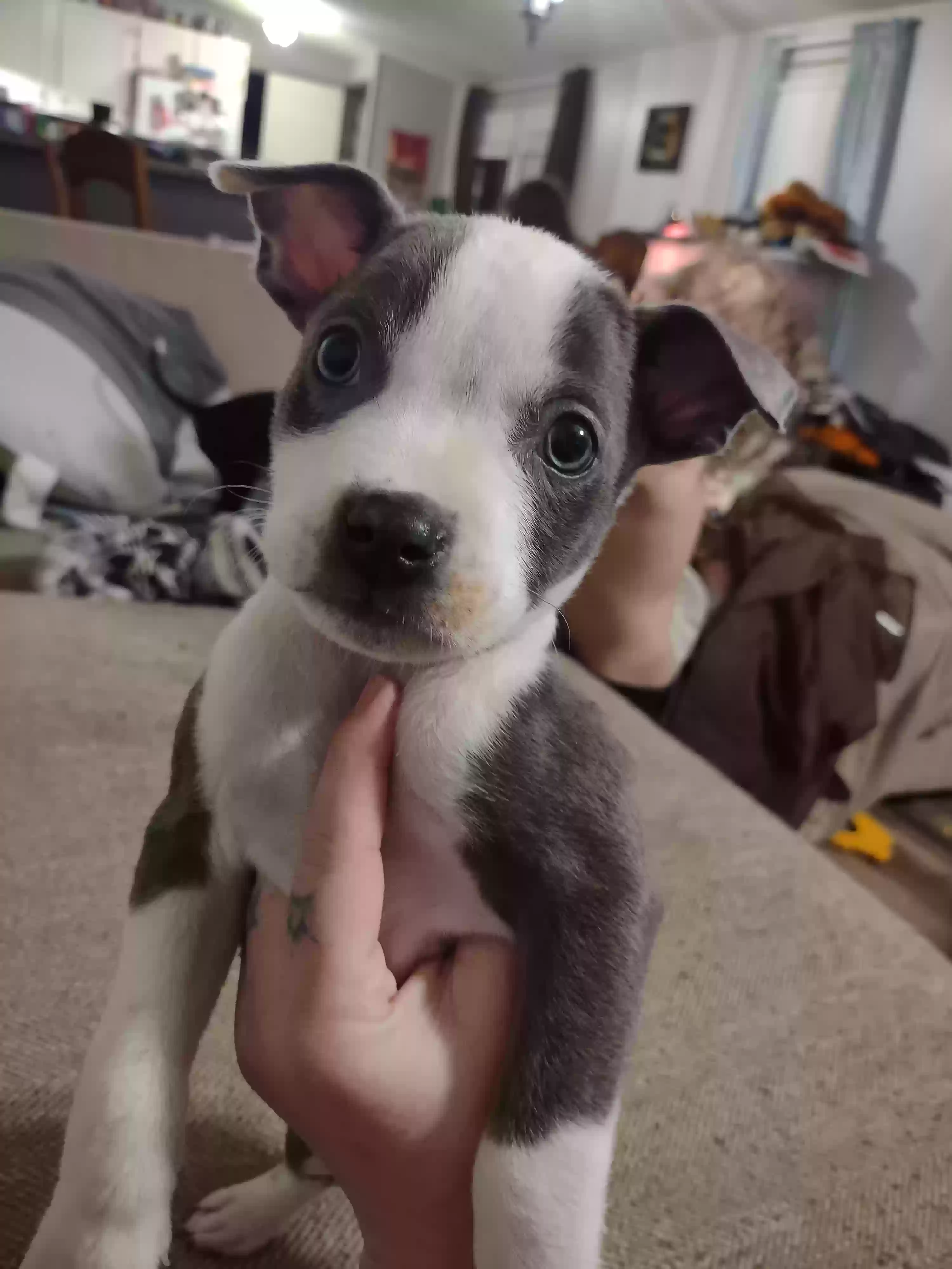 Lost dog in Denver, NC, 28037