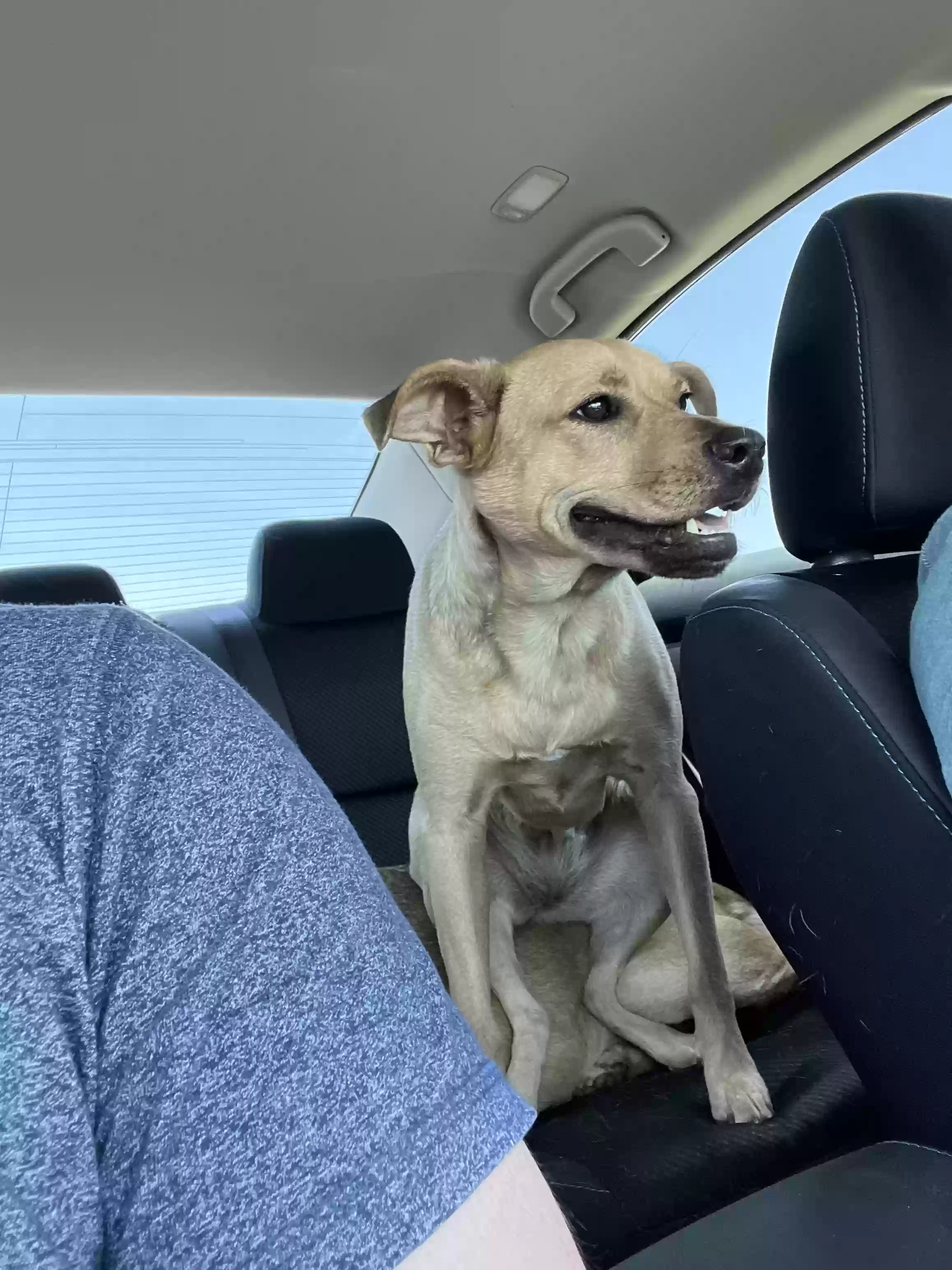 Lost dog in San Antonio, TX, 78218