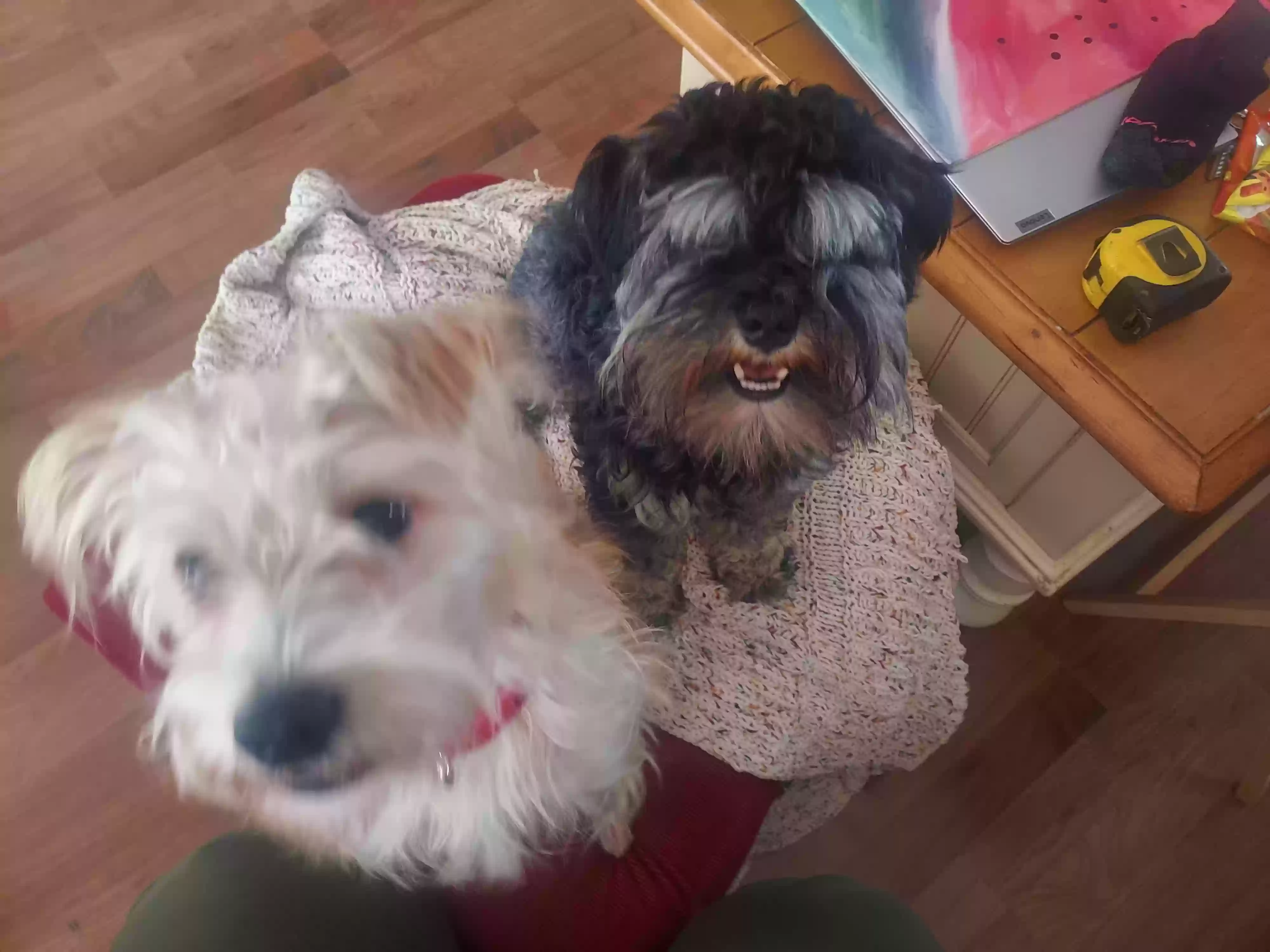 Lost dog in Corpus Christi, TX, 78413