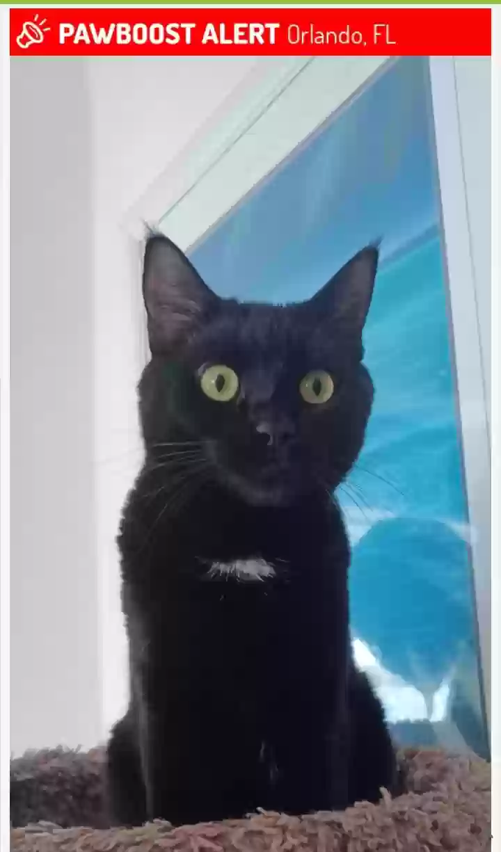Lost cat in Orlando, FL, 32835