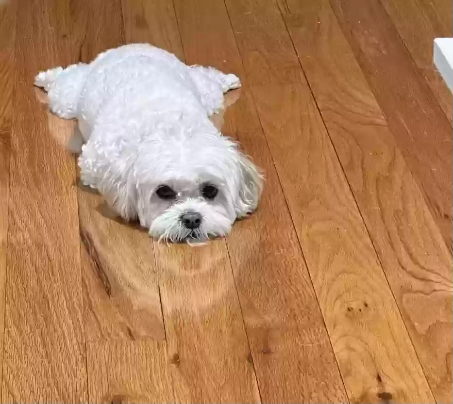 Lost dog in Flushing, NY, 11354