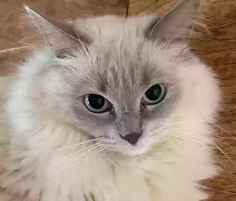 Lost cat in East Greenwich, RI, 2818