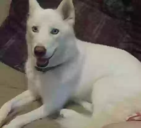 Lost dog in Millbrook, AL, 36054