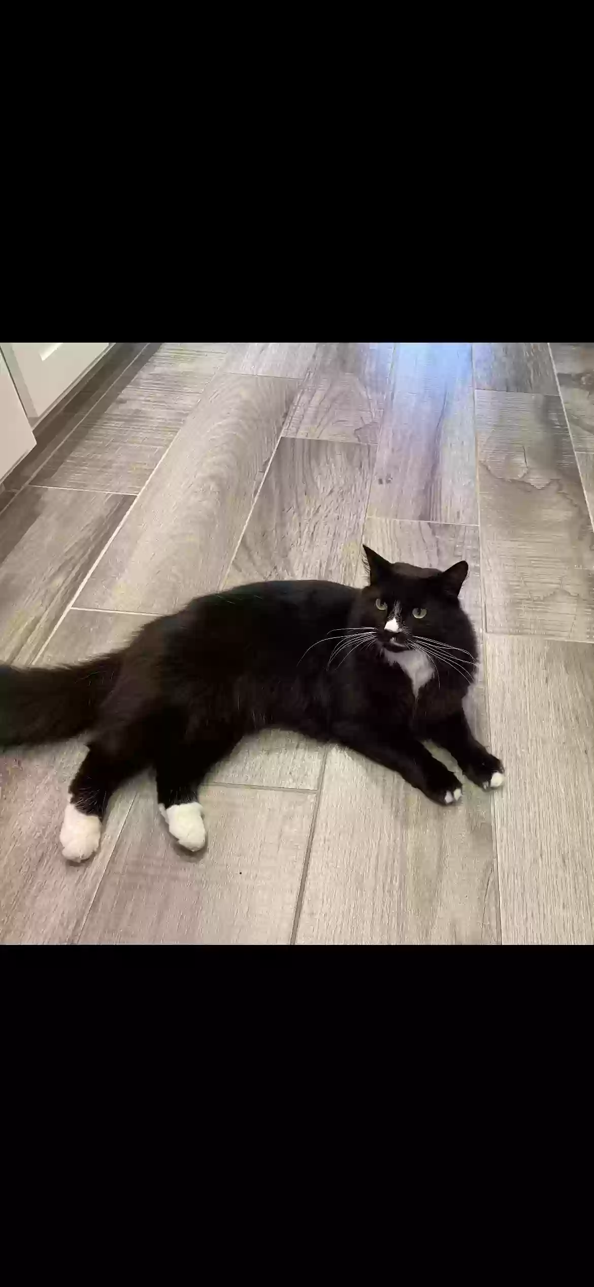 Lost cat in Tulsa, OK, 74137