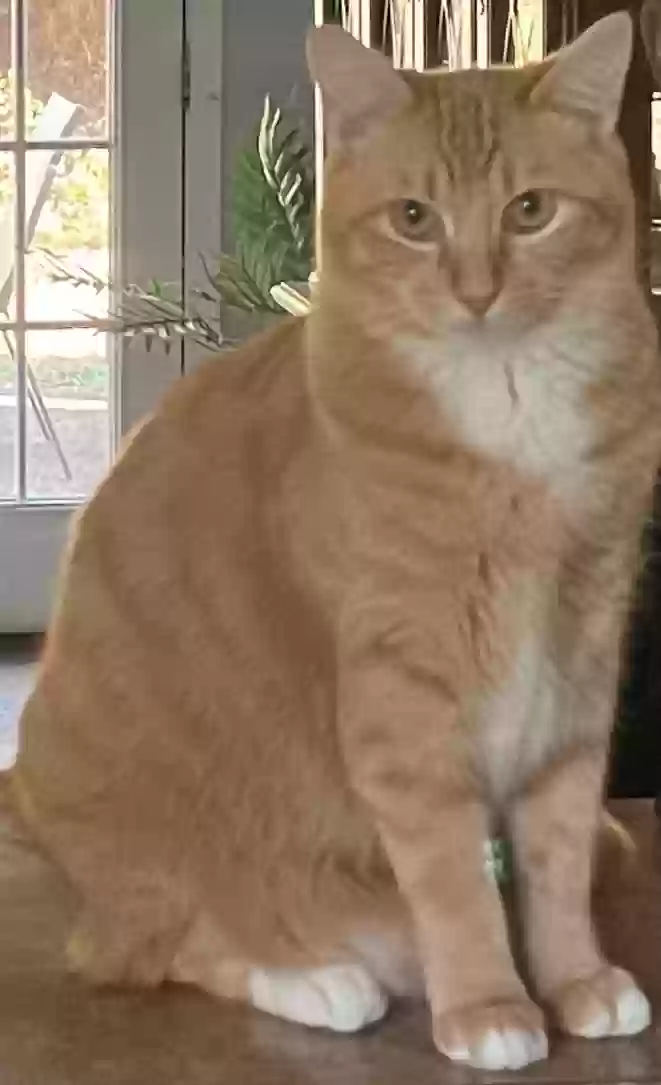 Lost cat in Buford, GA, 30518