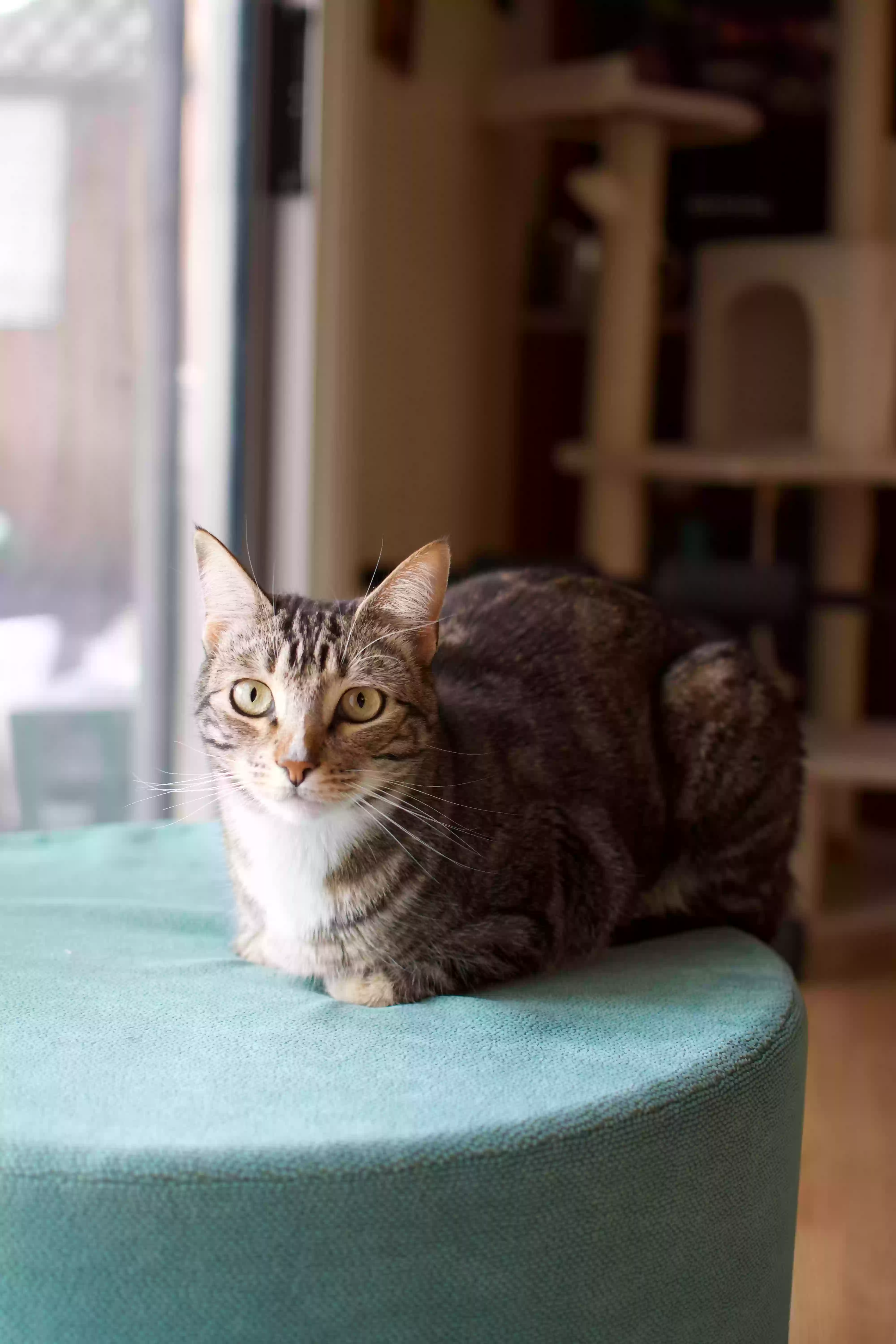 Lost cat in Campbell, CA, 95008