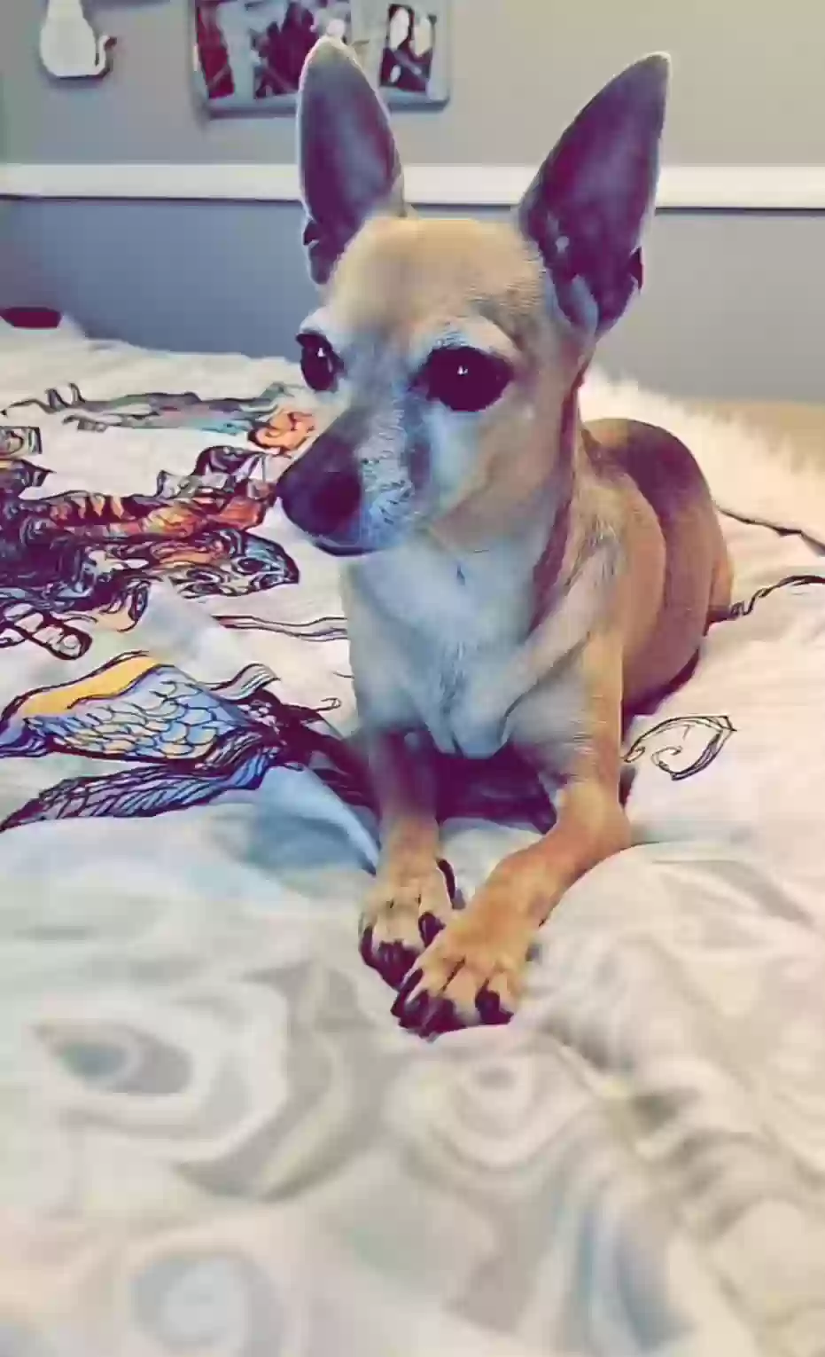 Lost dog in Glendale, AZ, 85308