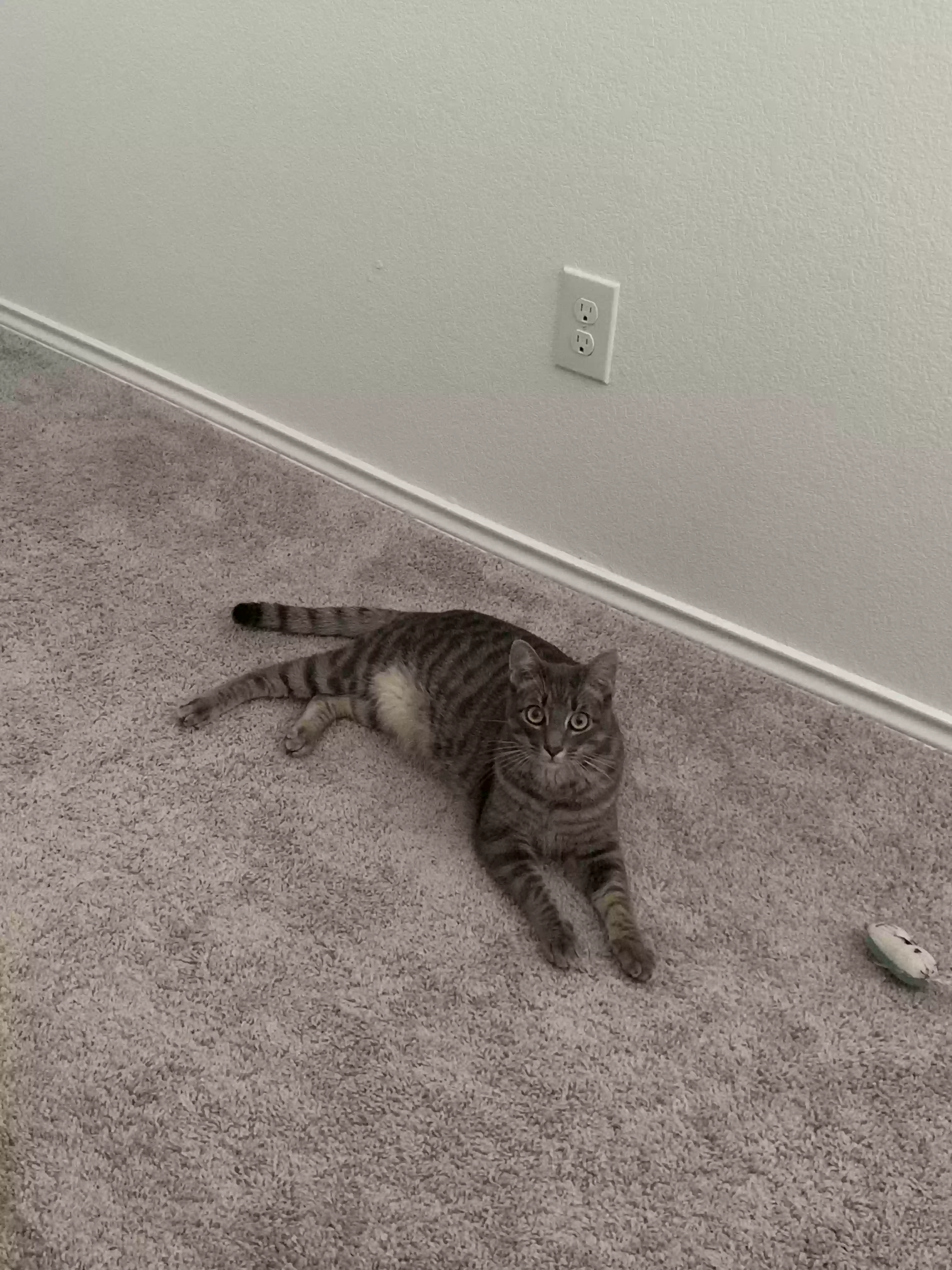 Lost cat in Jarrell, TX, 76537