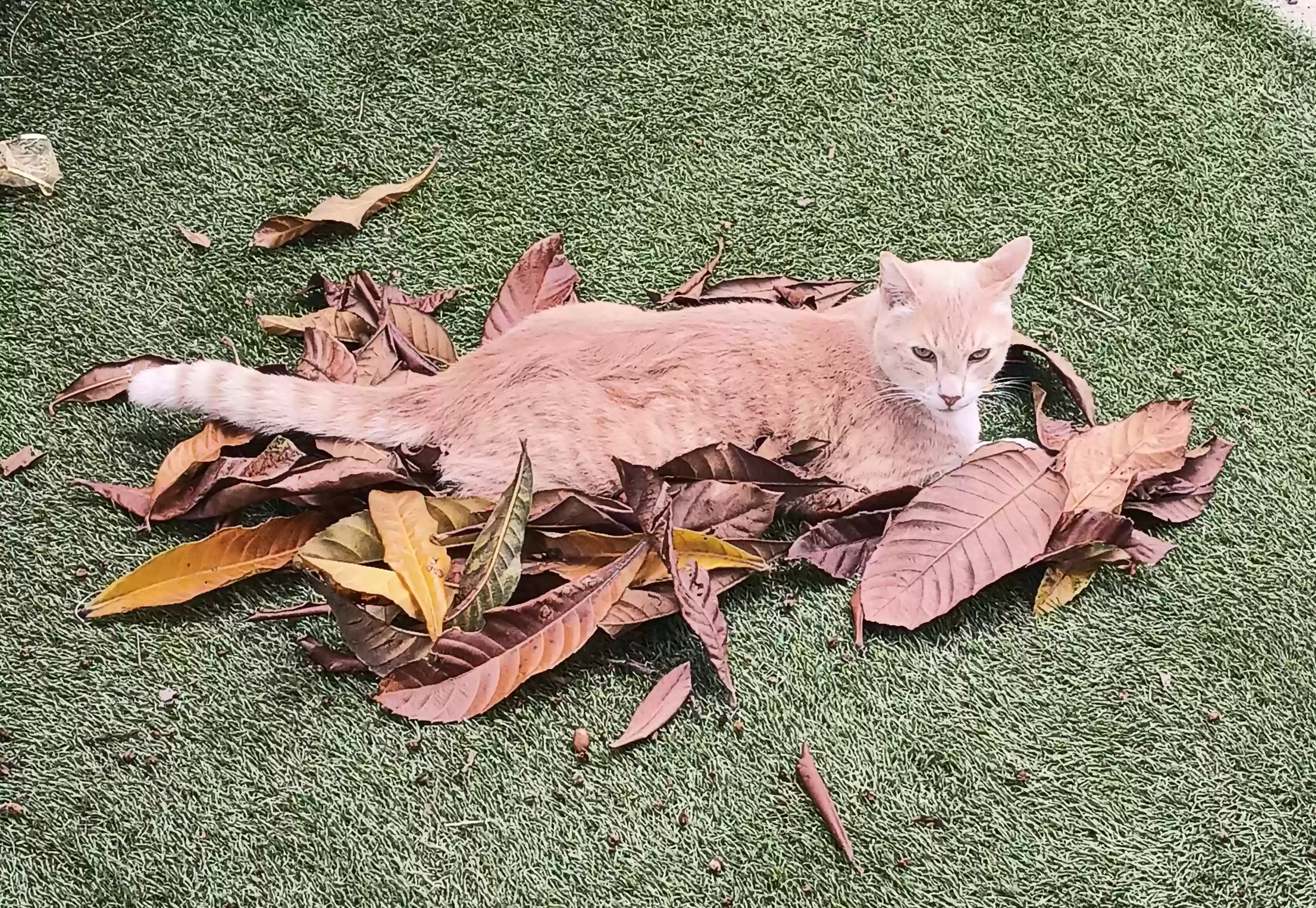 Lost cat in Anaheim, CA, 92805
