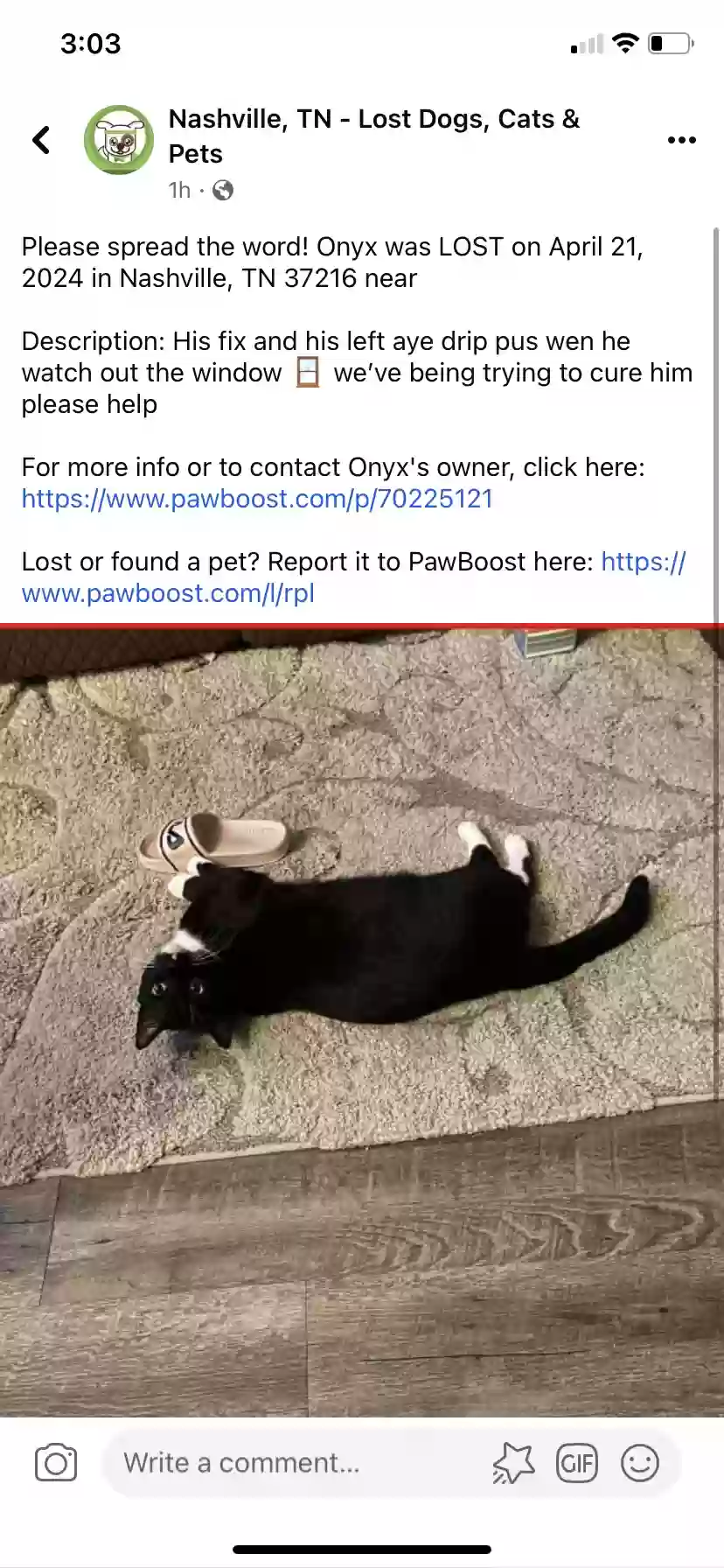 Lost cat in Nashville, TN, 37216