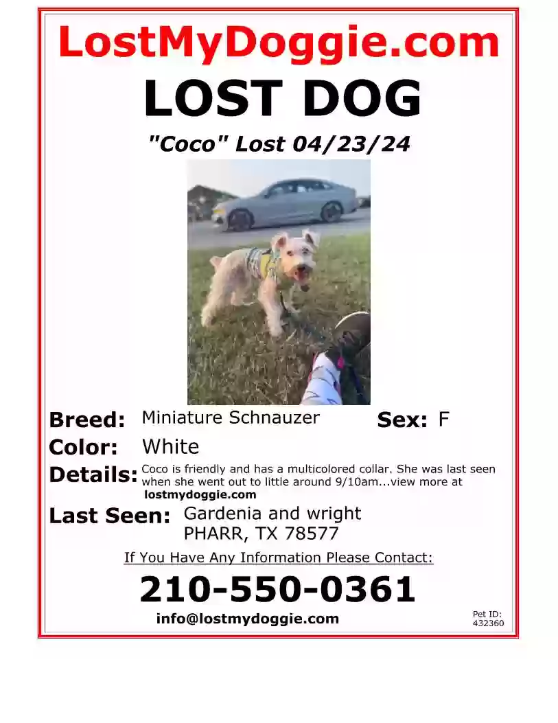 Lost dog in Pharr, TX, 78577