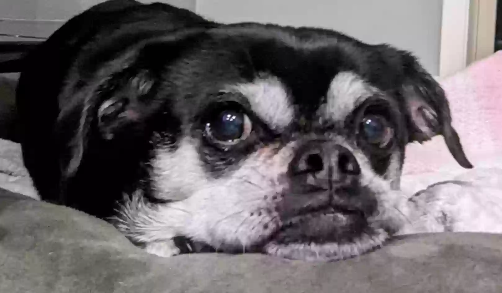 Lost dog in Roseville, CA, 95747