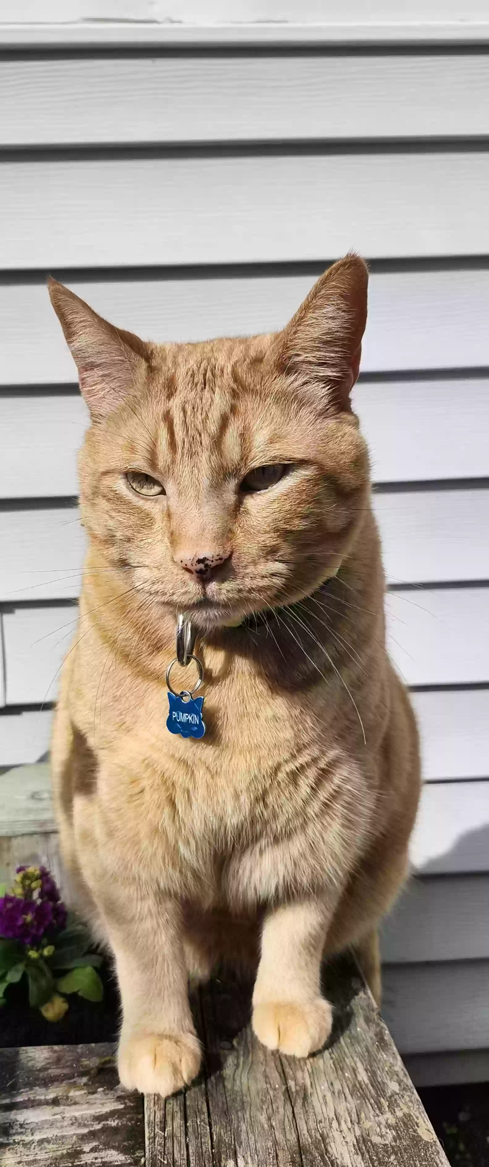 Lost cat in Seattle, WA, 98146