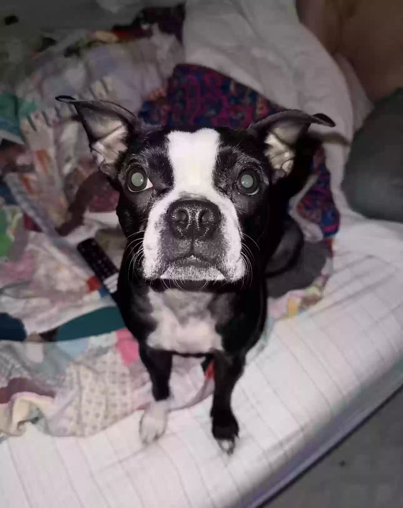 Lost dog in Middletown, OH, 45044
