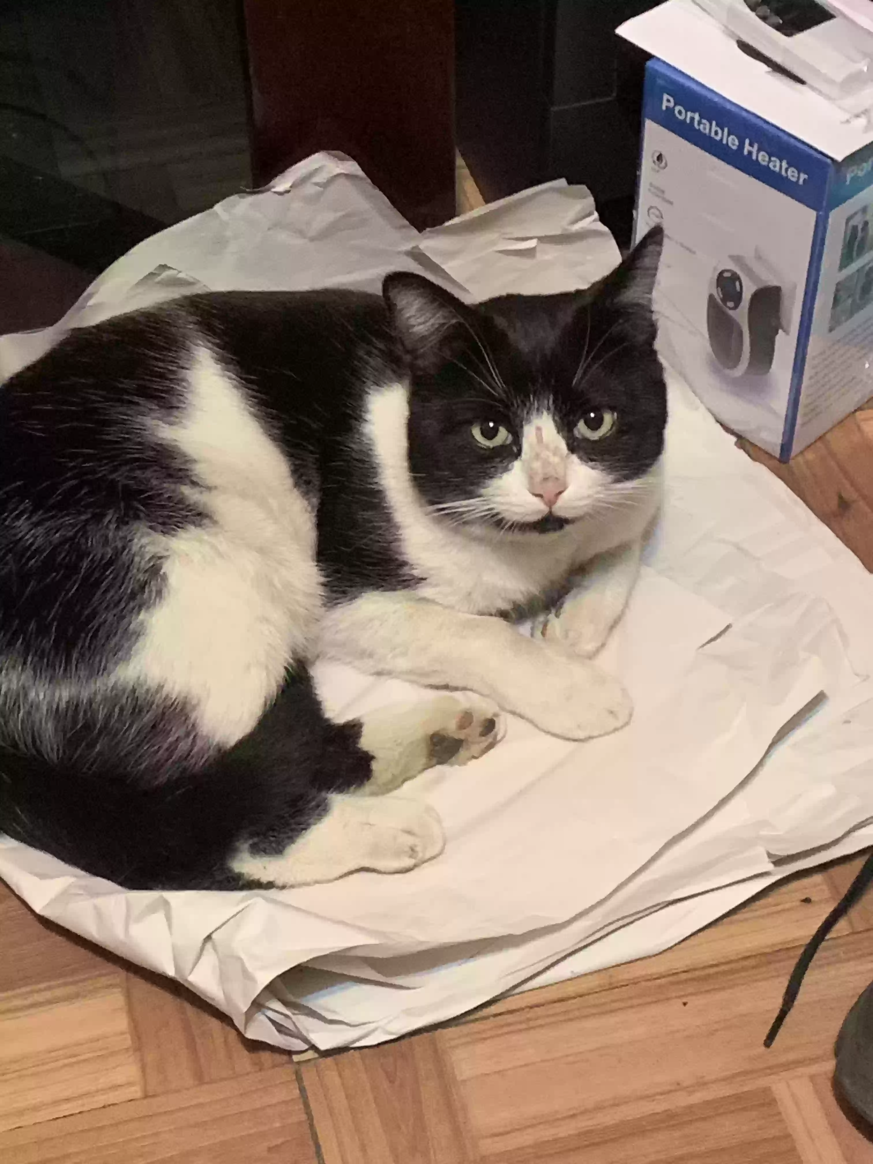 Lost cat in Montebello, CA, 90640