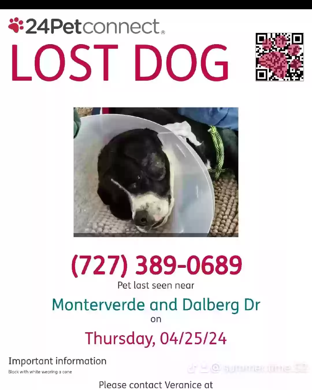Lost dog in Spring Hill, FL, 34610
