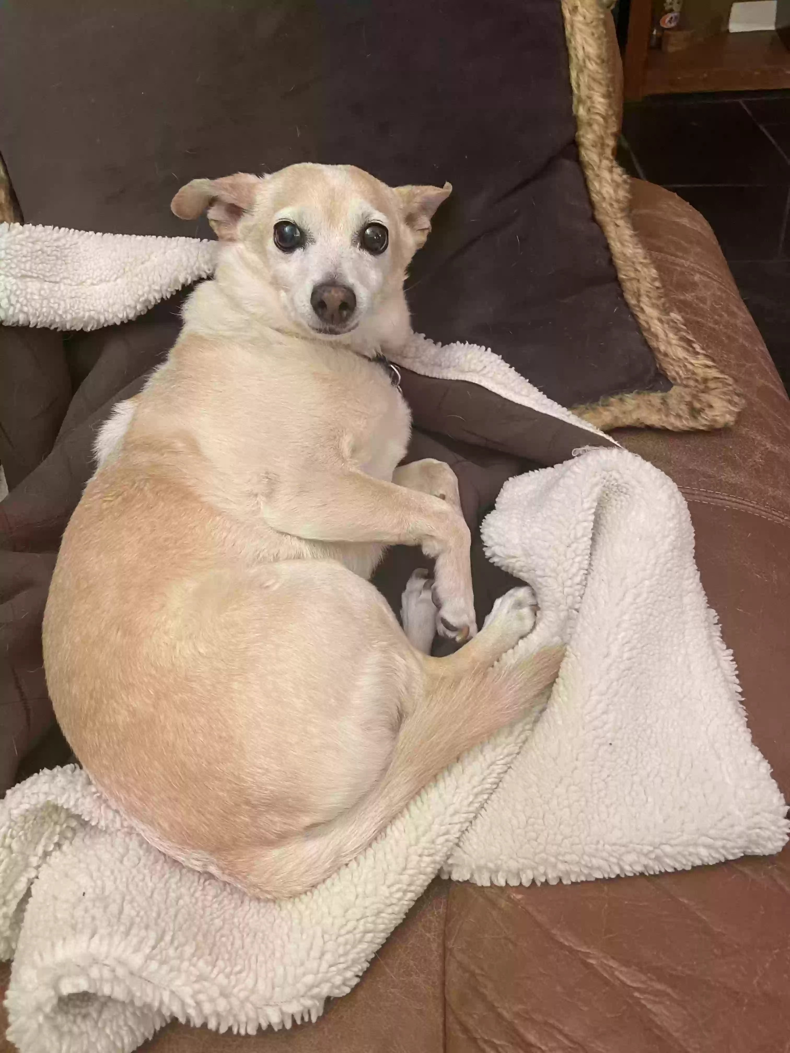 Lost dog in Visalia, CA, 93291