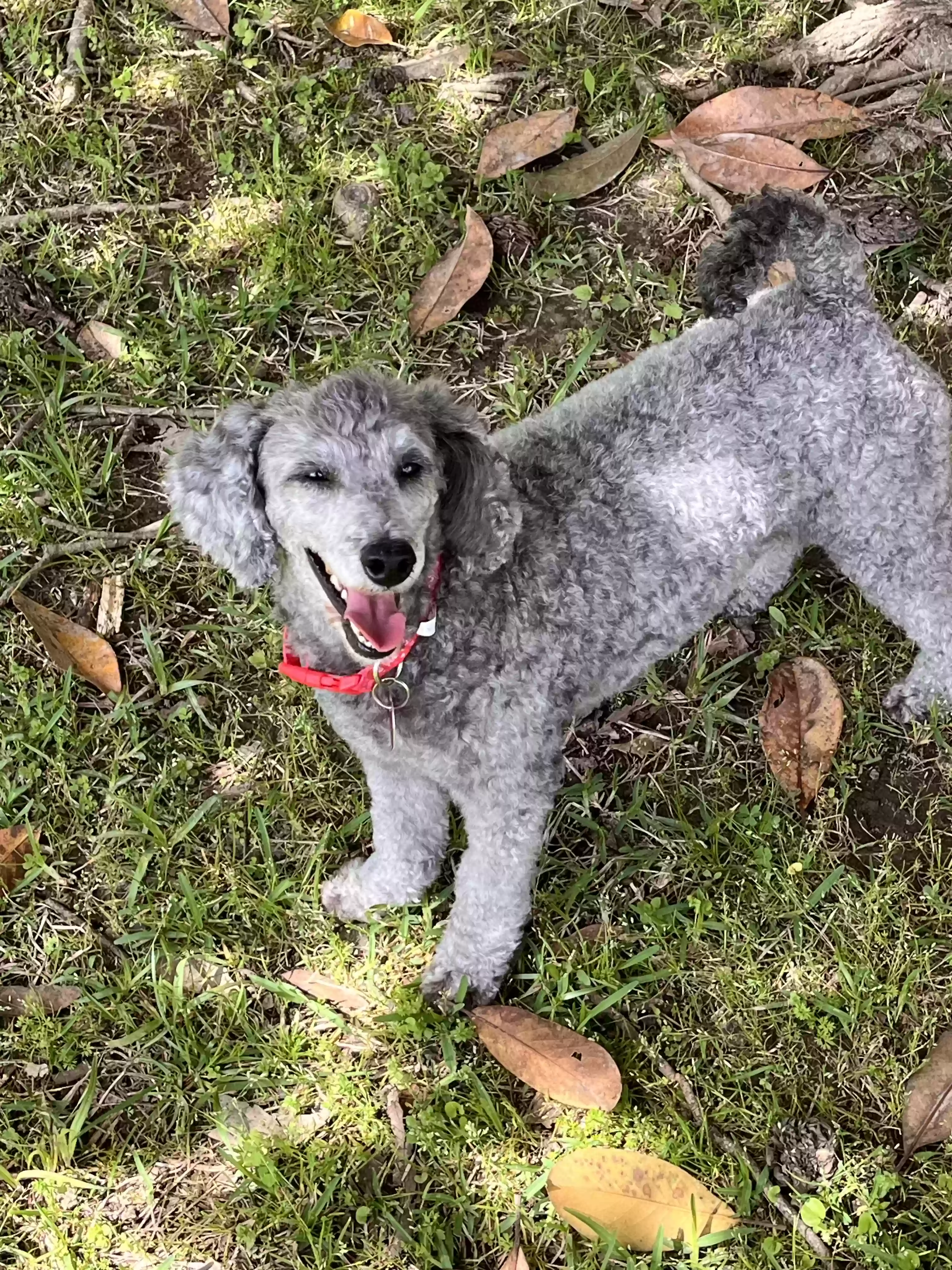 Lost dog in Randolph, MS, 38864