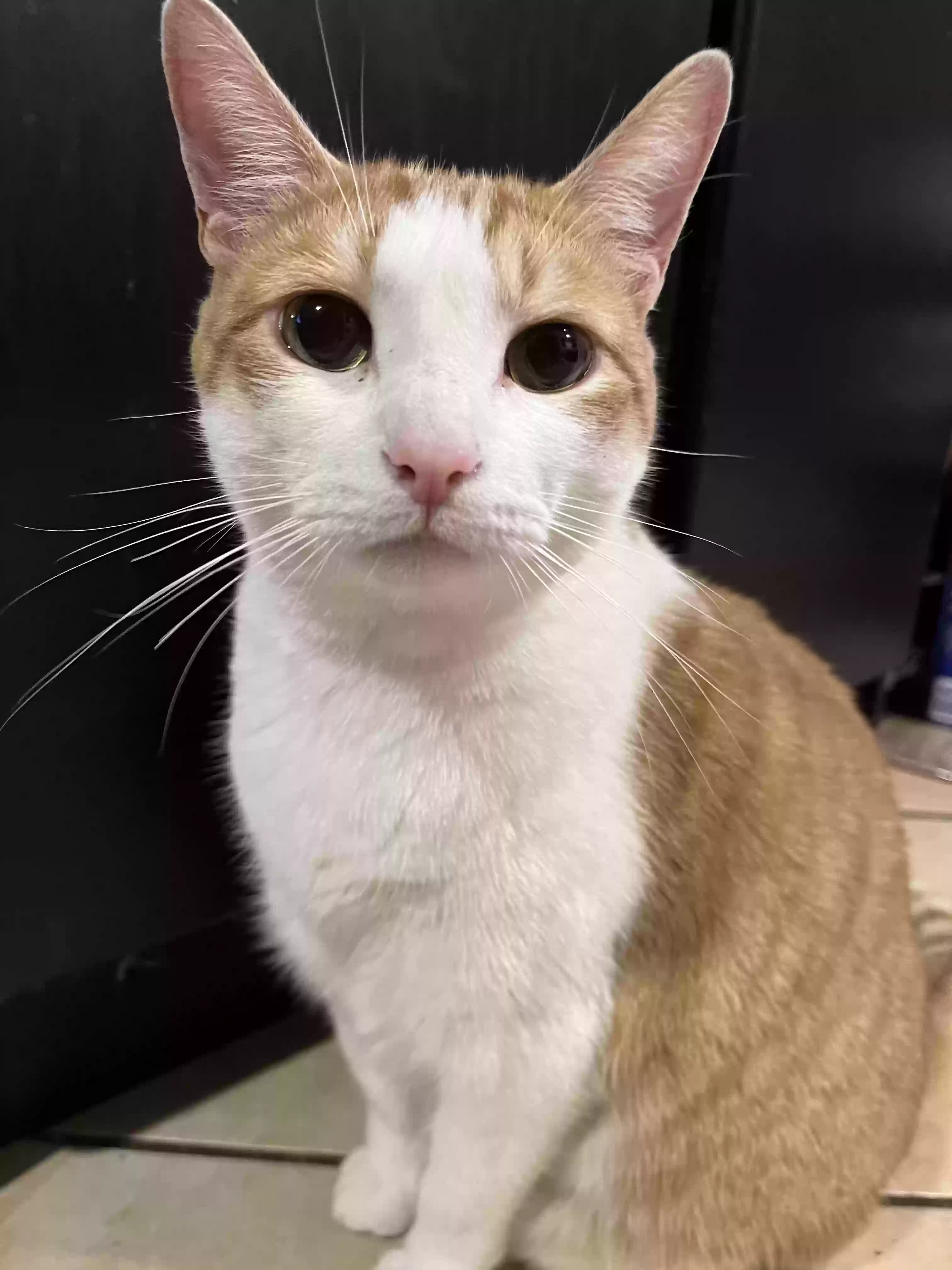 Lost cat in Phoenix, AZ, 85033