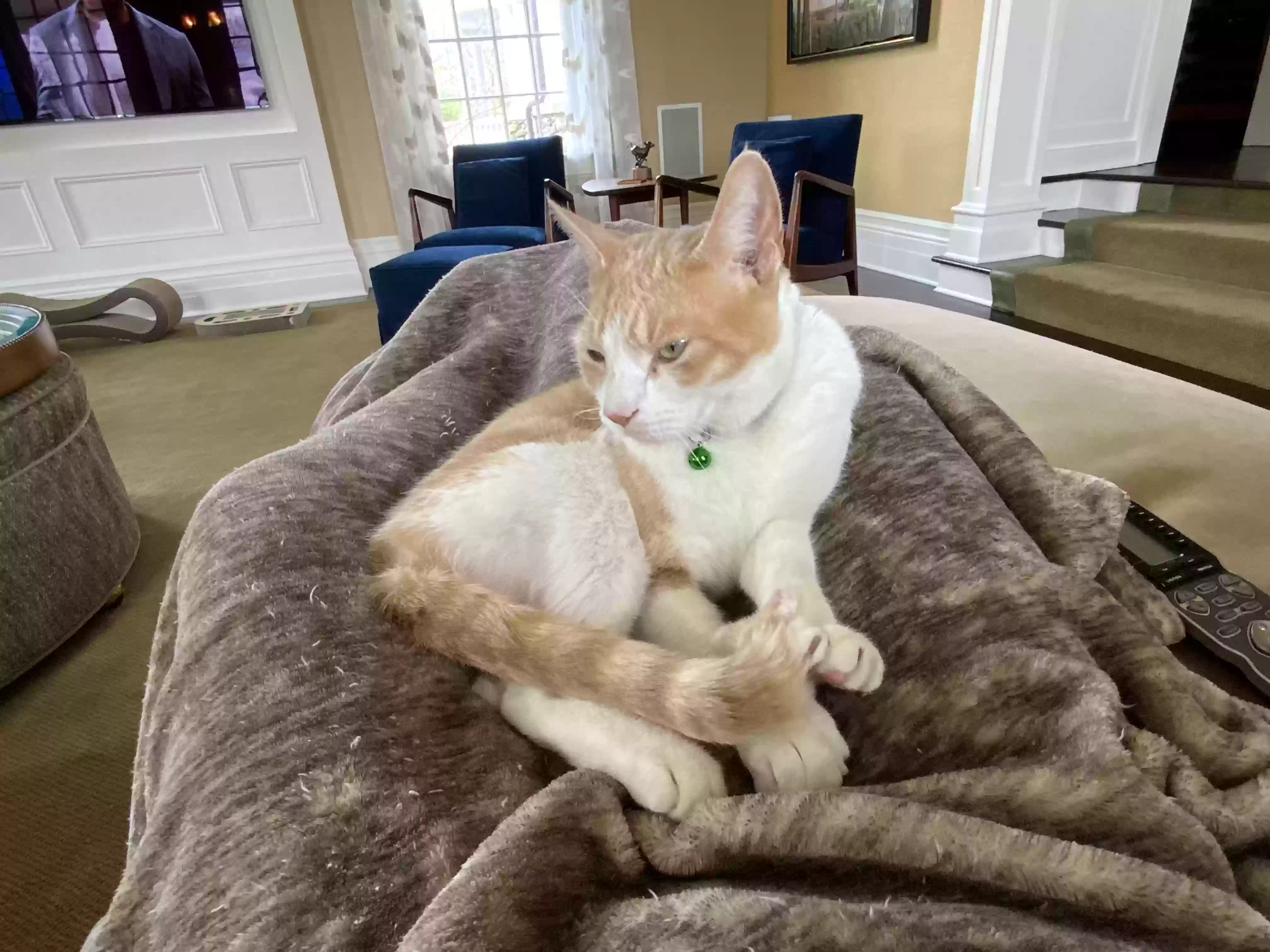 Lost cat in Scarsdale, NY, 10583
