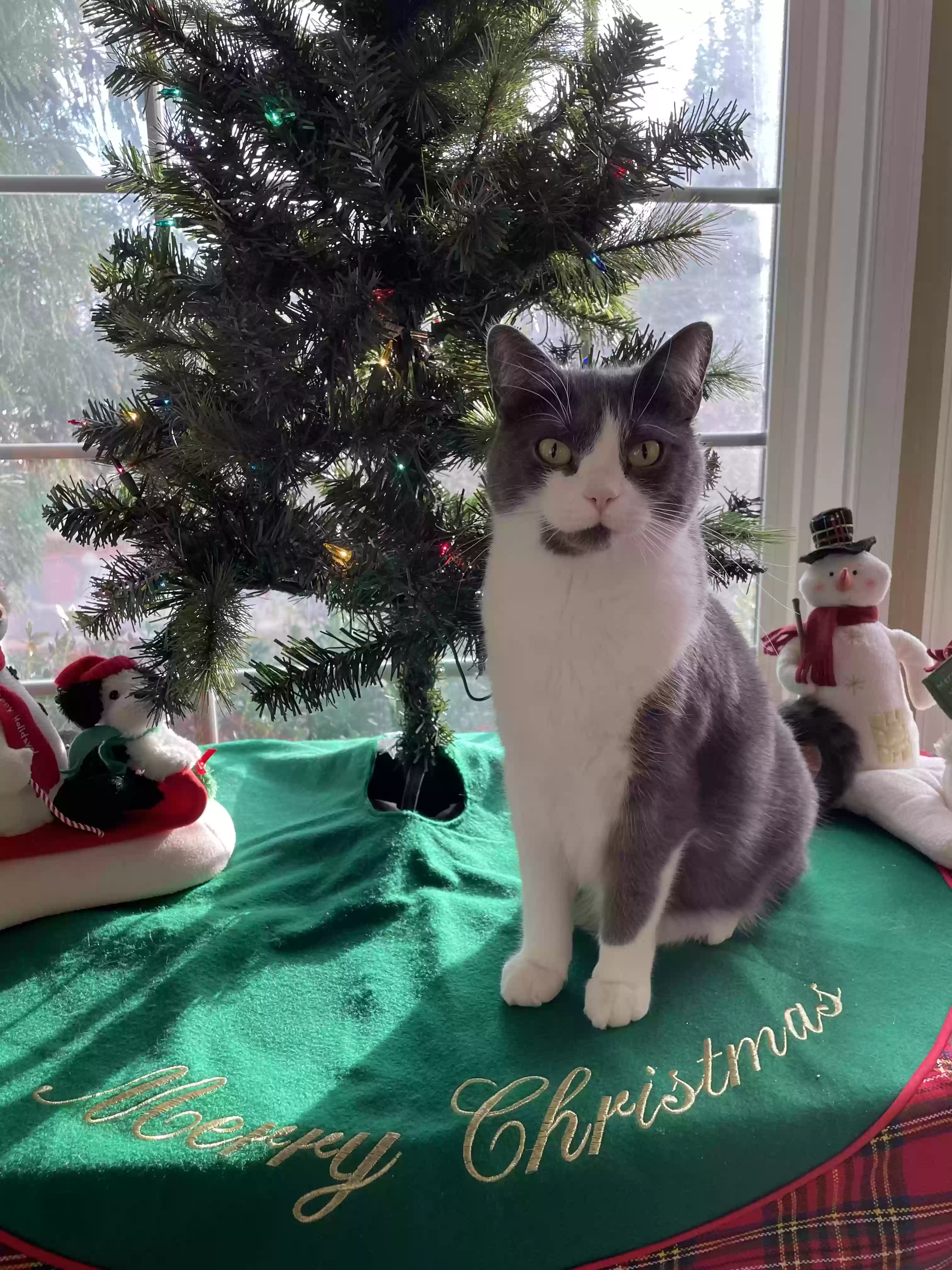 Lost cat in Ashburn, VA, 20148