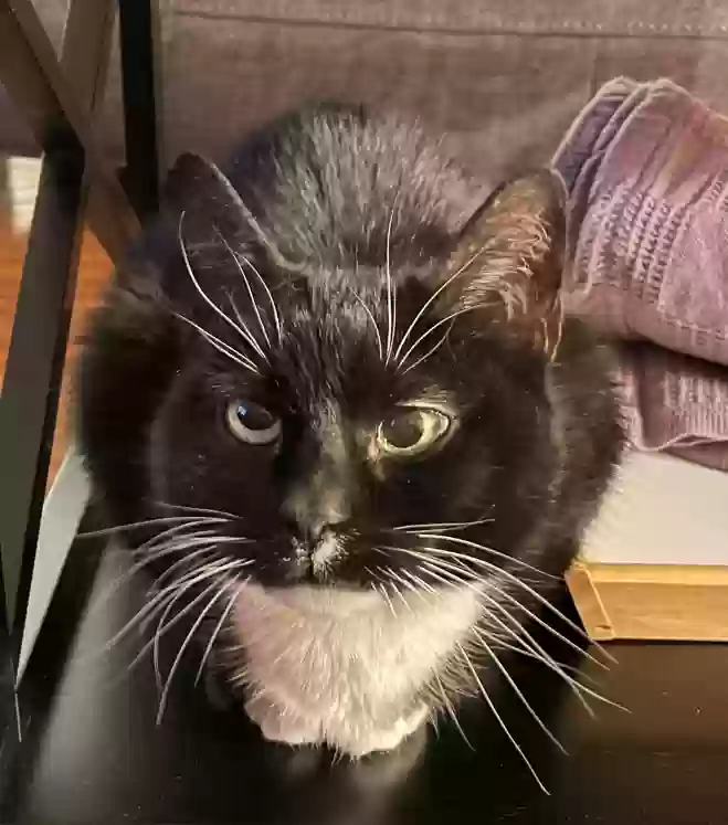 Lost cat in Marietta, GA, 30064
