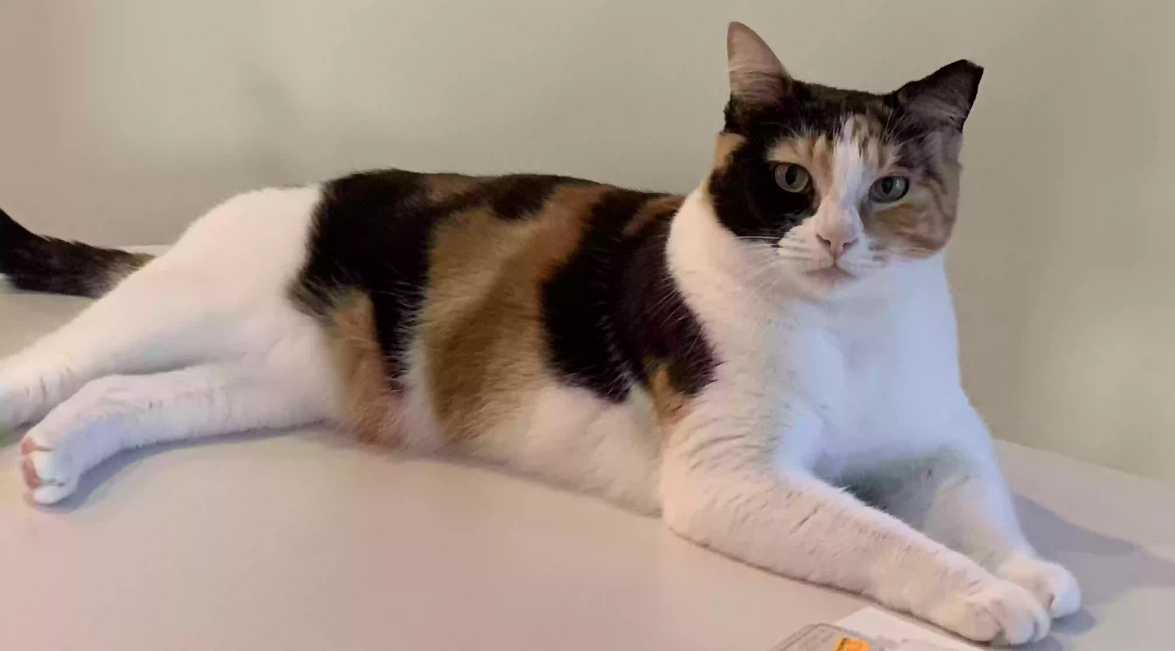 Lost cat in Pompano Beach, FL, 33065