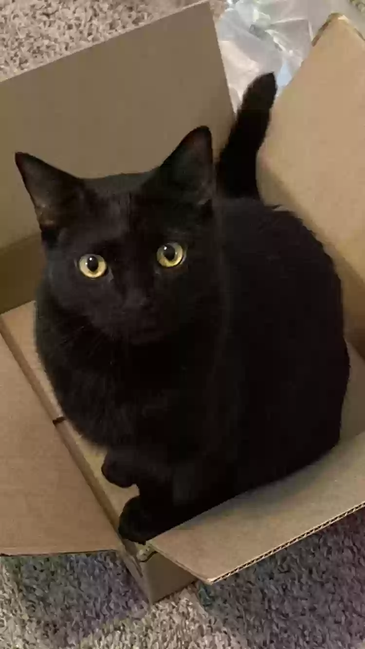 Lost cat in Deland, FL, 32724
