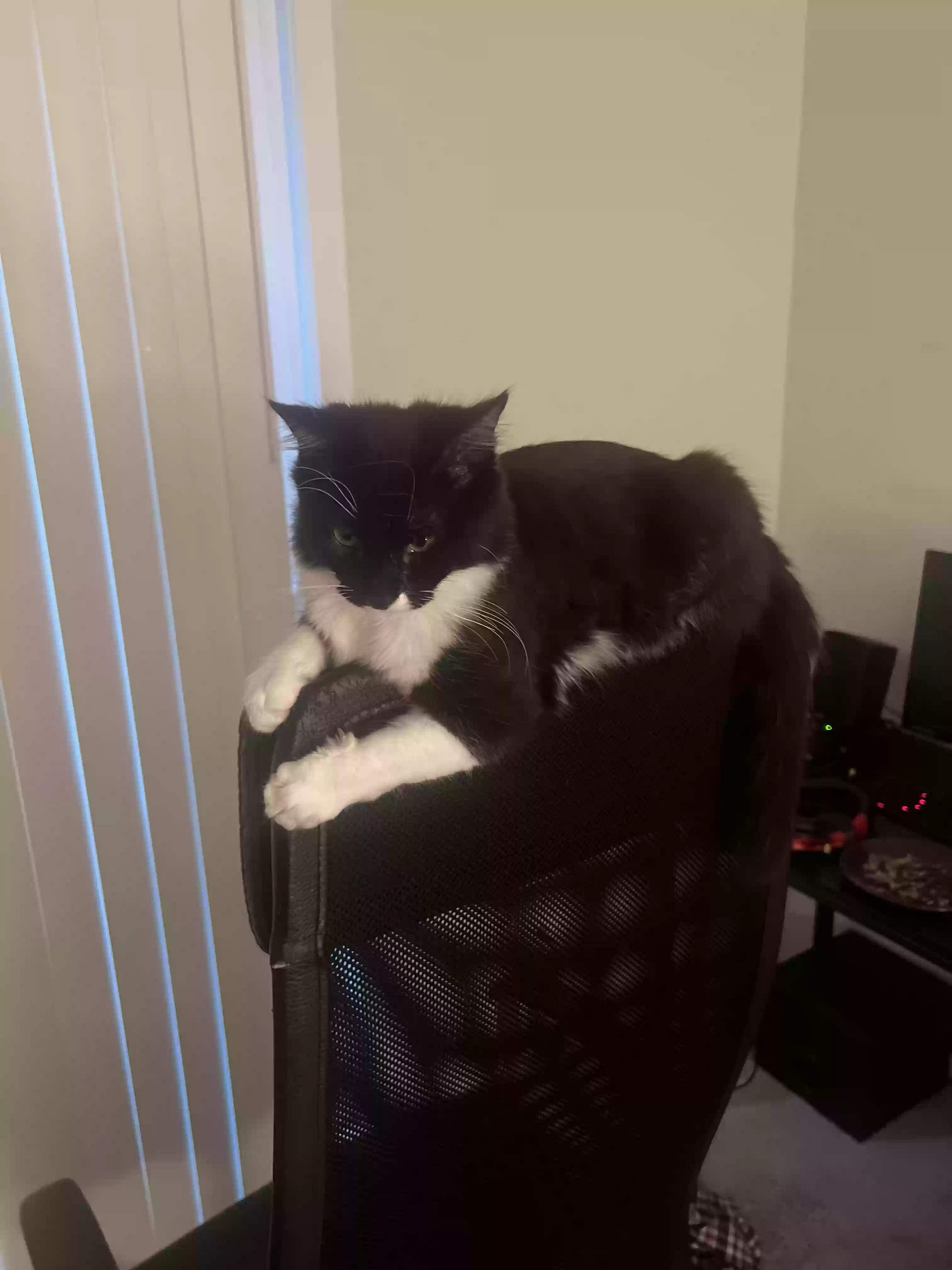 Lost cat in Oakland, CA, 94610
