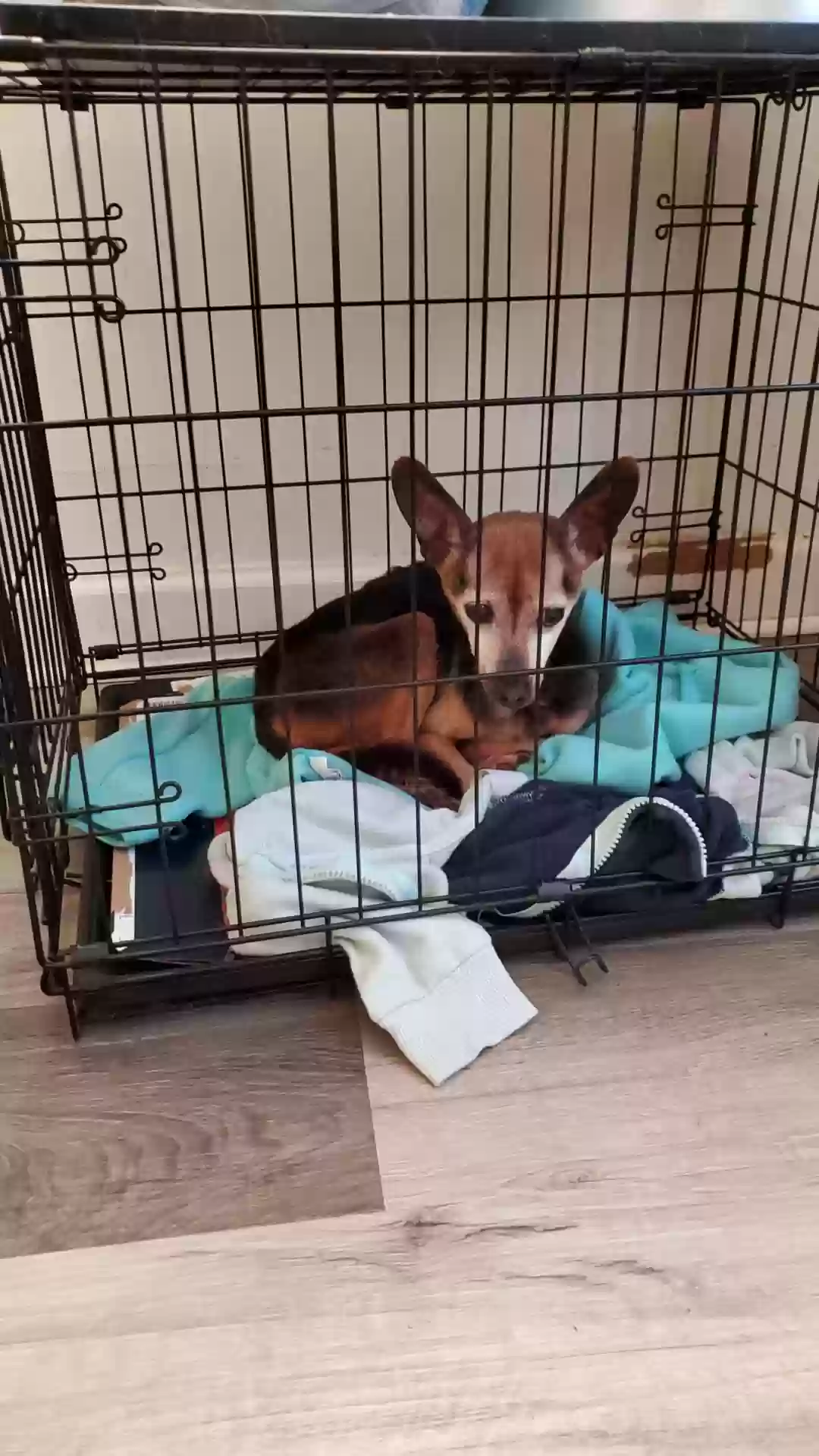 Lost dog in Columbus, OH, 43213