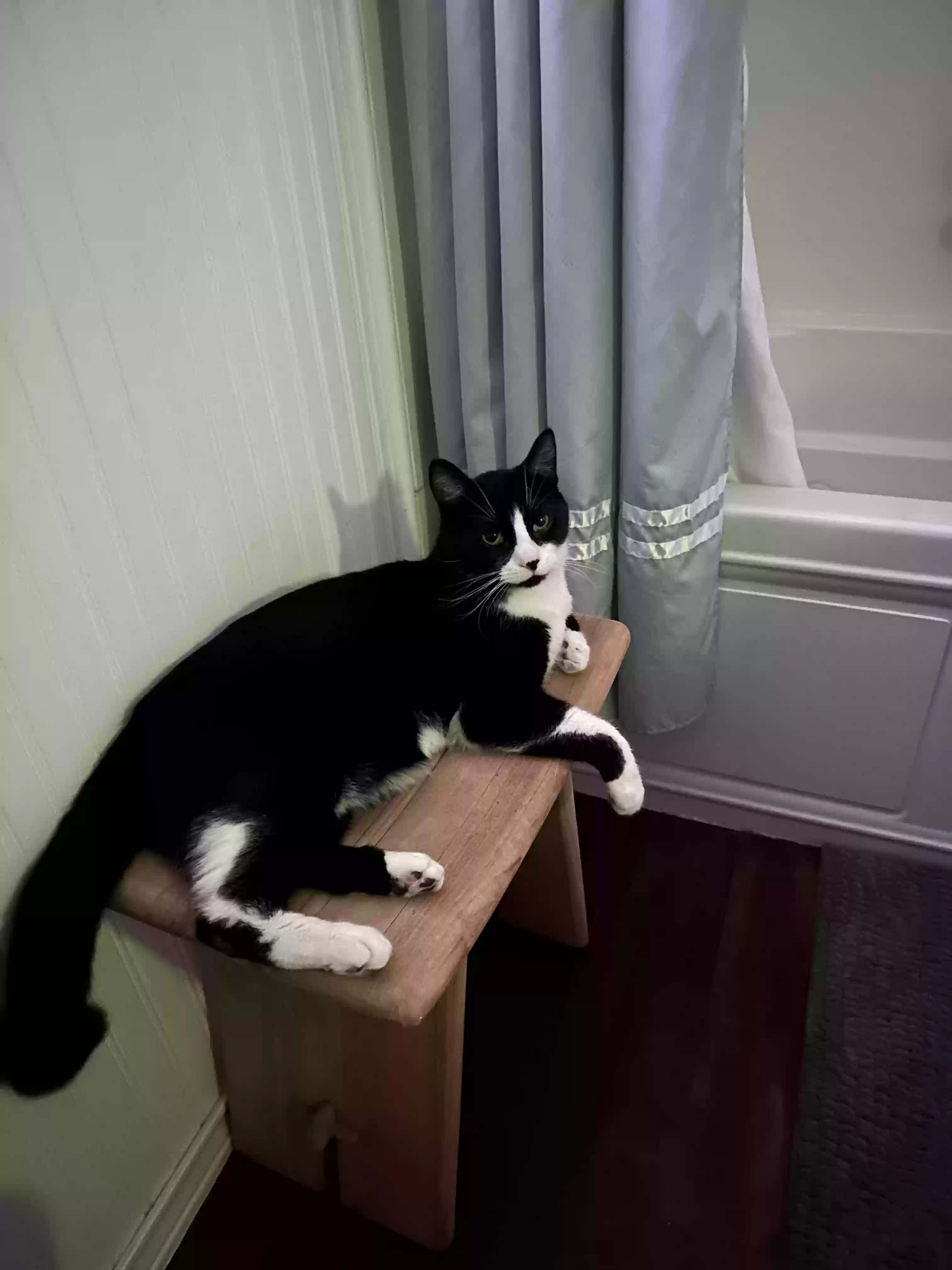Lost cat in Niagara Falls, NY, 14304