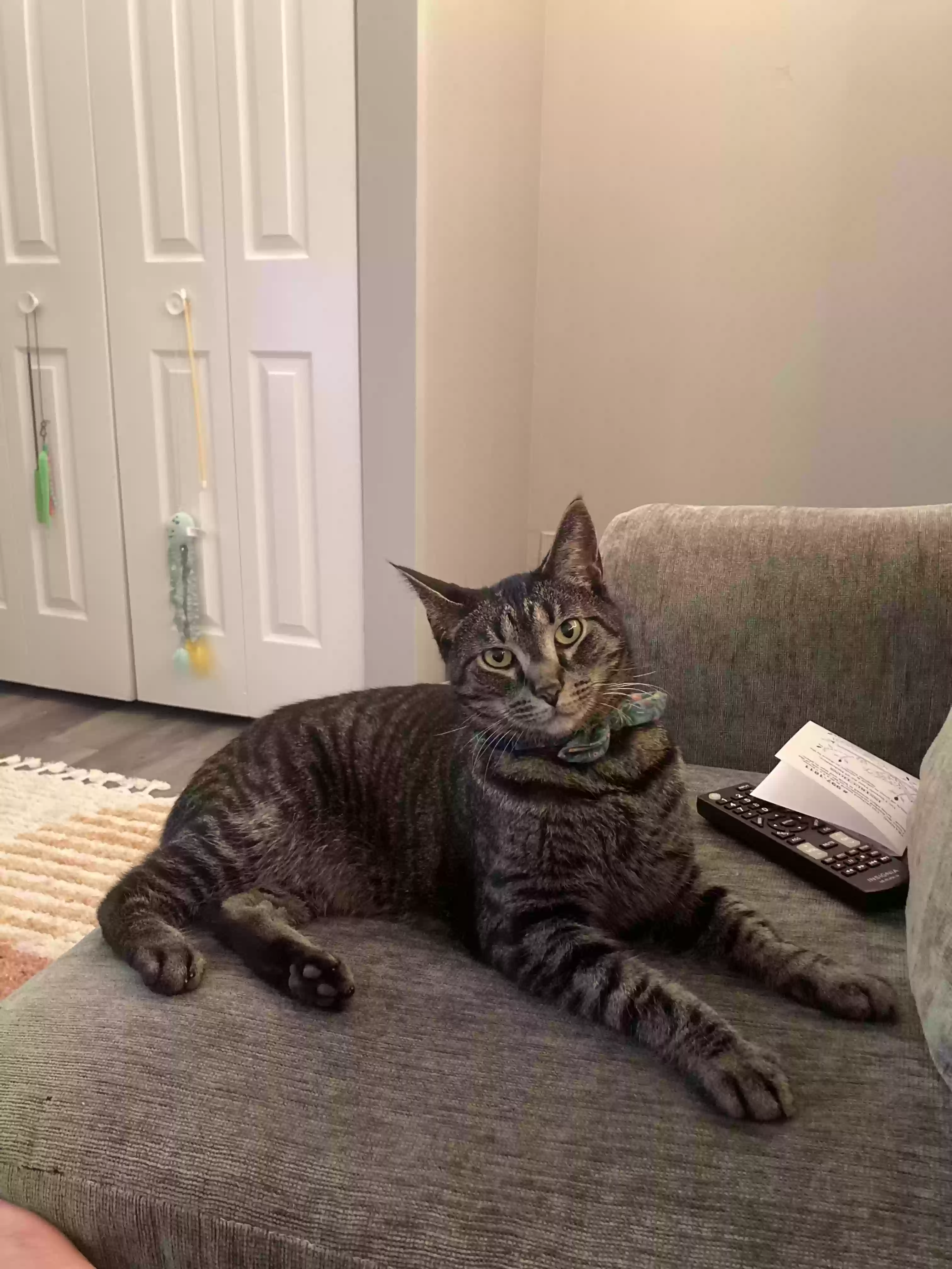 Lost cat in Noblesville, IN, 46060