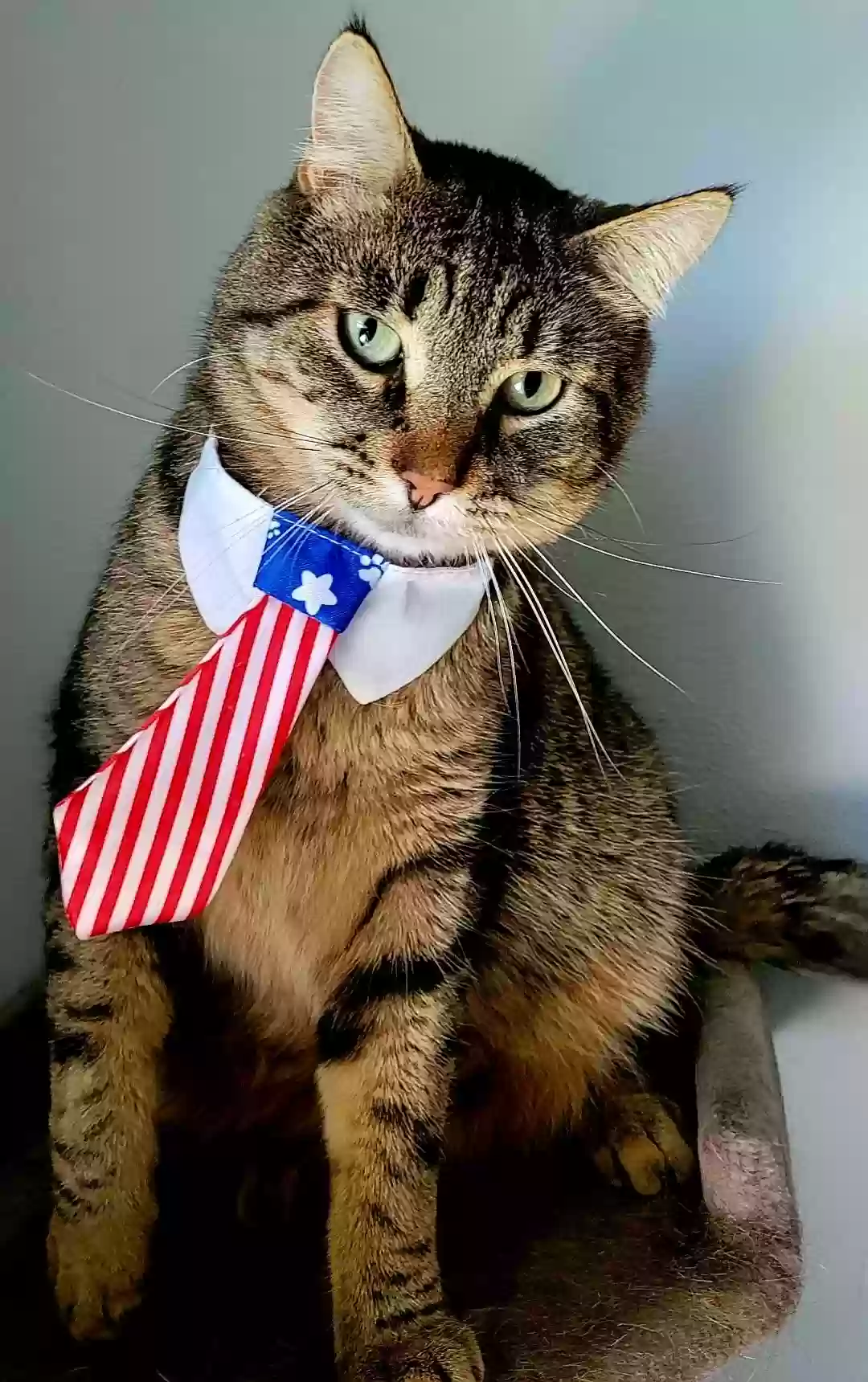 Lost cat in Boise, ID, 83713