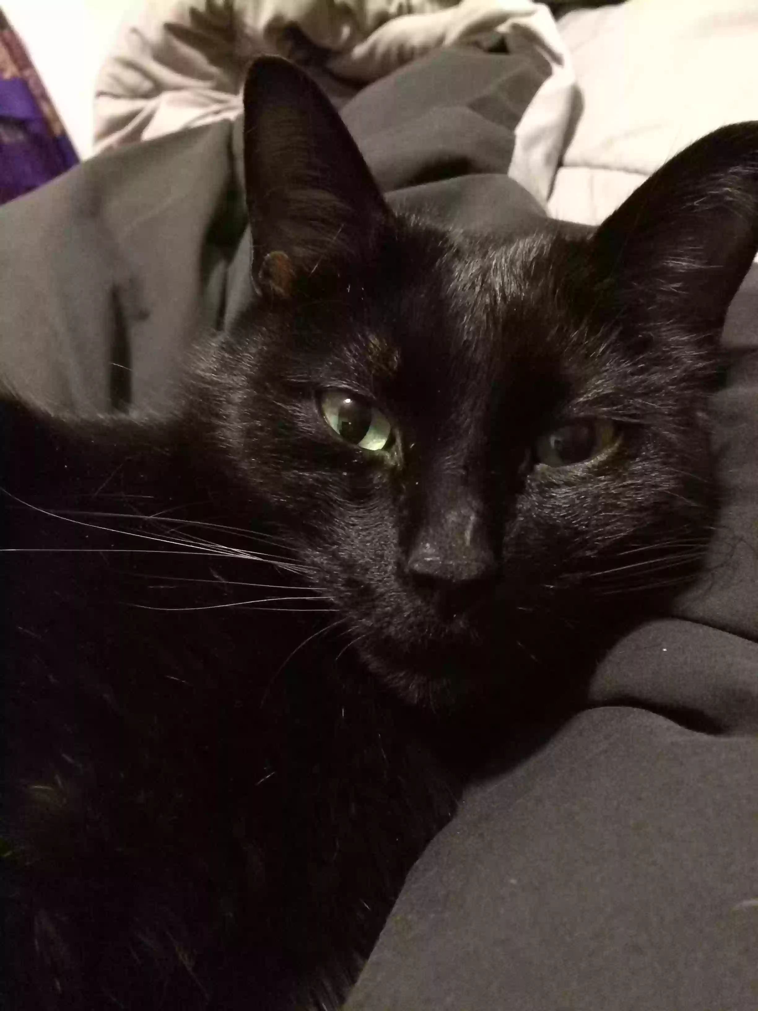 Lost cat in Clarksville, TN, 37040