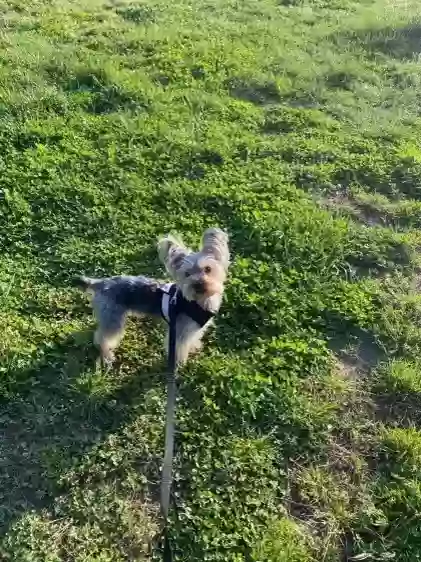 Lost dog in Brooklyn, NY, 11204