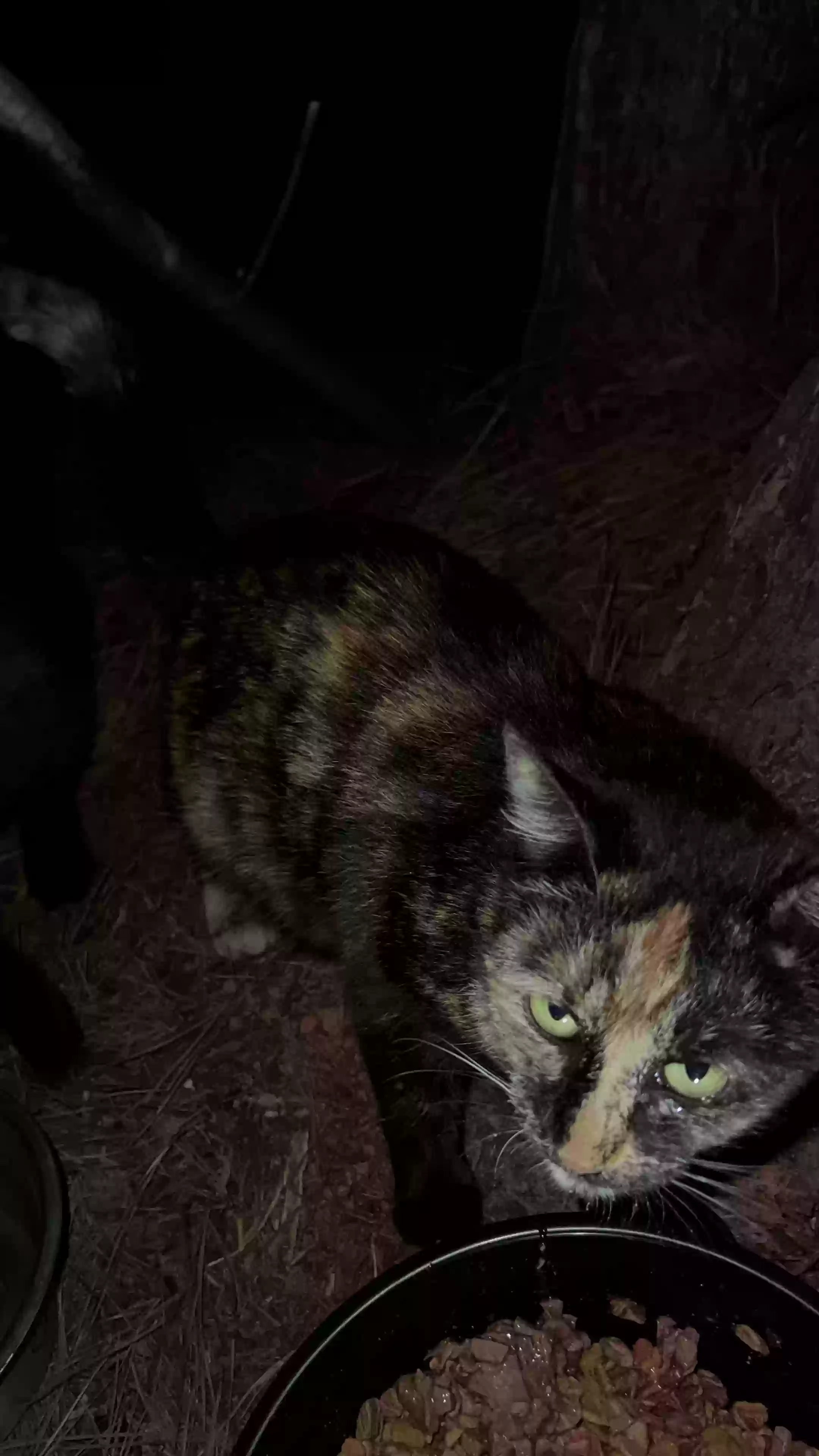 Lost cat in Anderson, SC, 29625