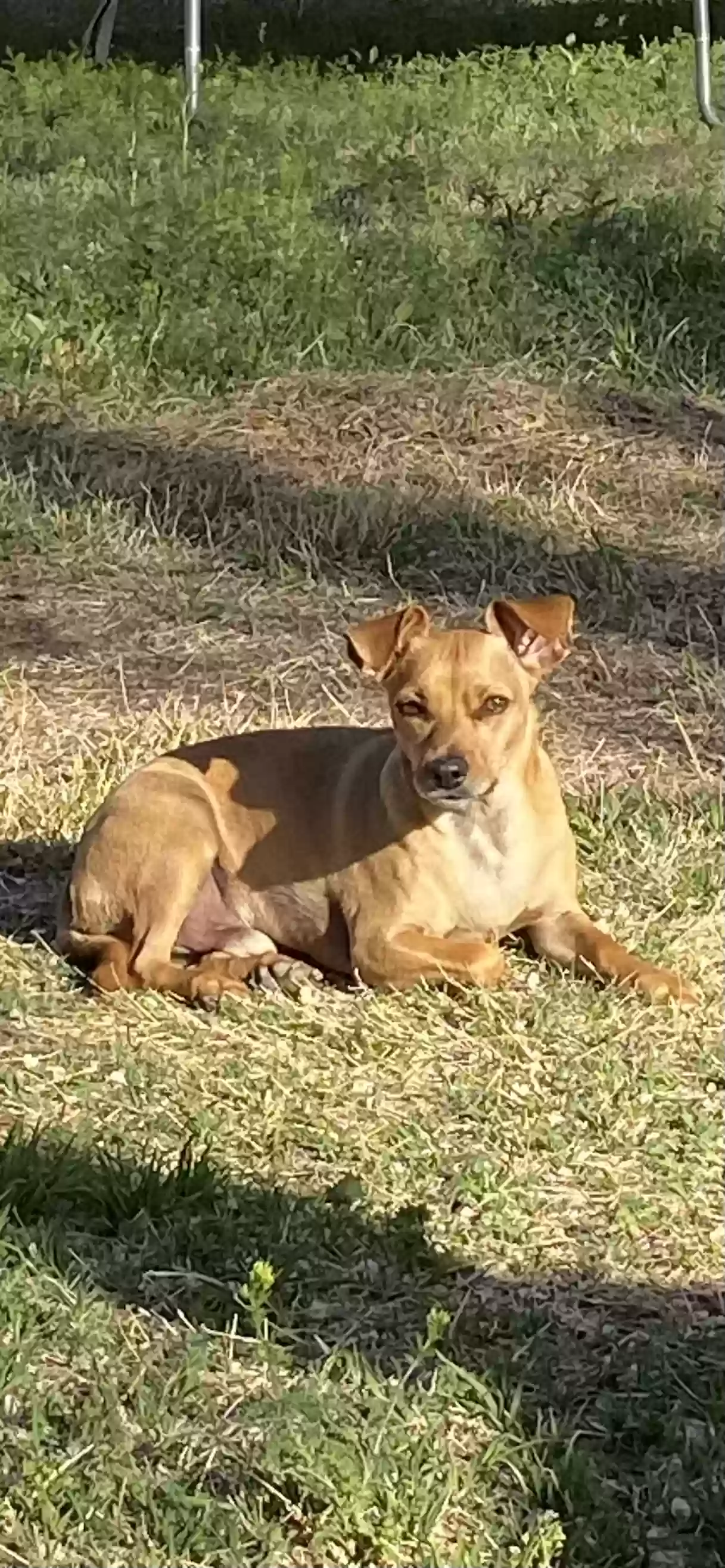 Lost dog in Amarillo, TX, 79109