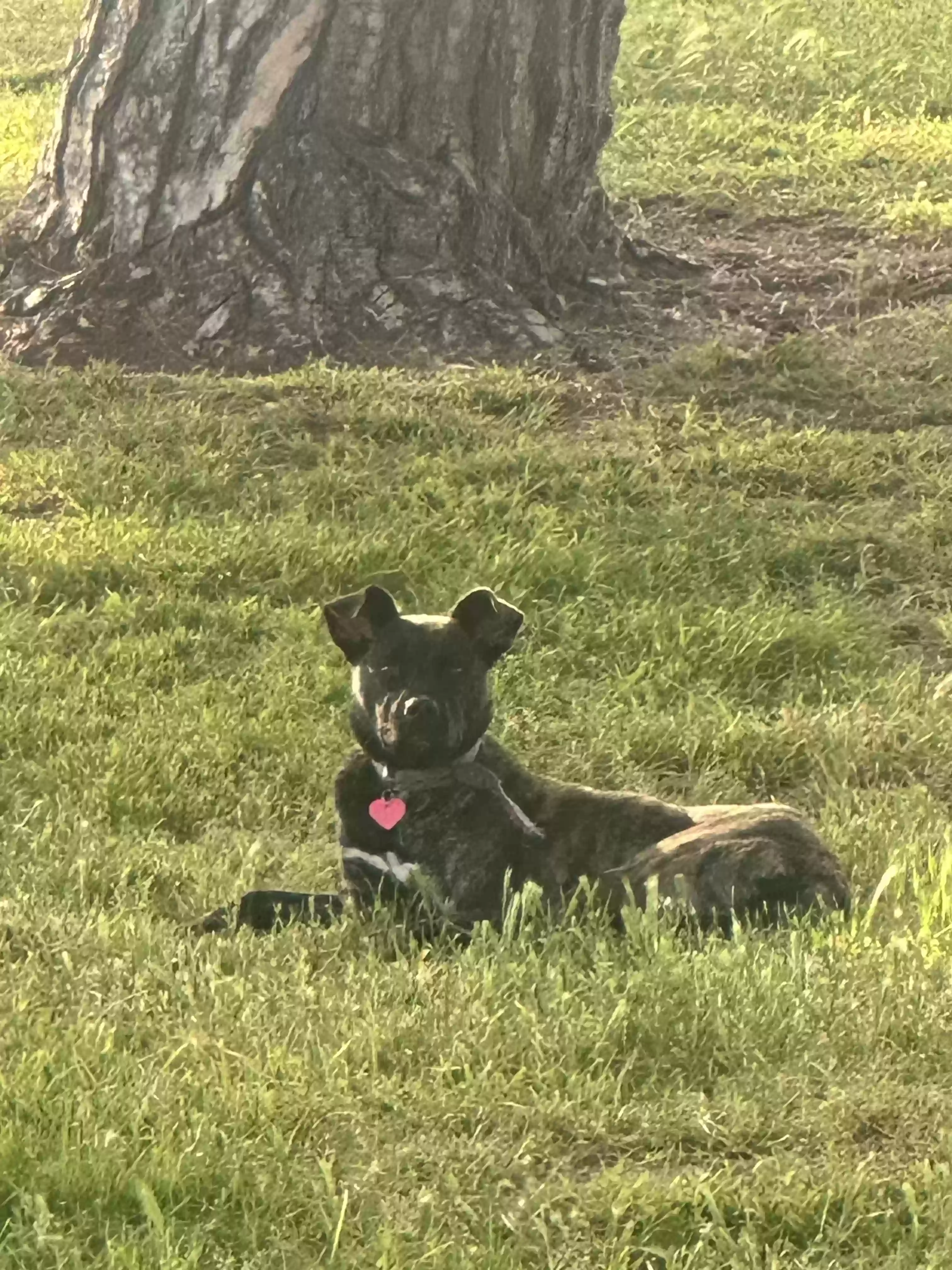 Lost dog in Los Angeles, CA, 90002