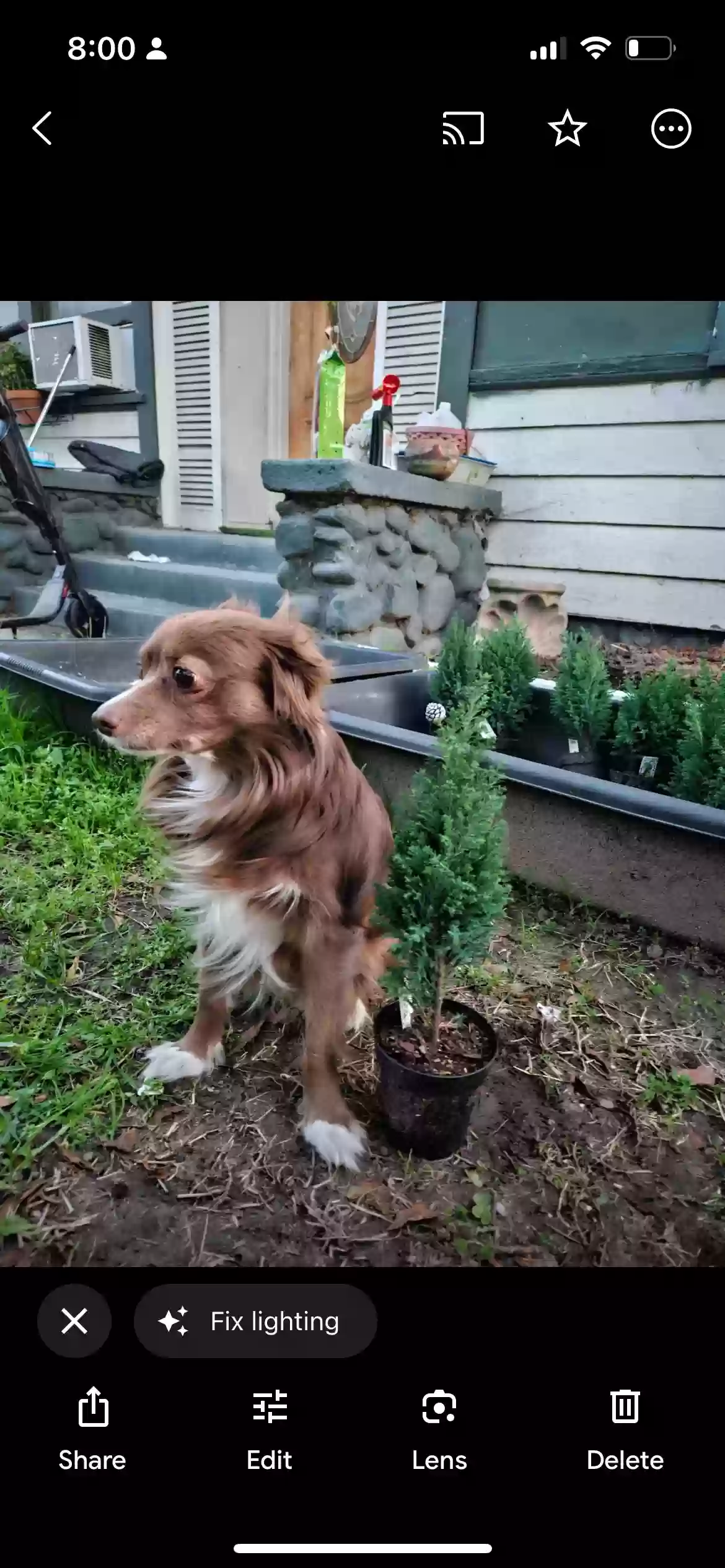 Lost dog in Indio, CA, 92201