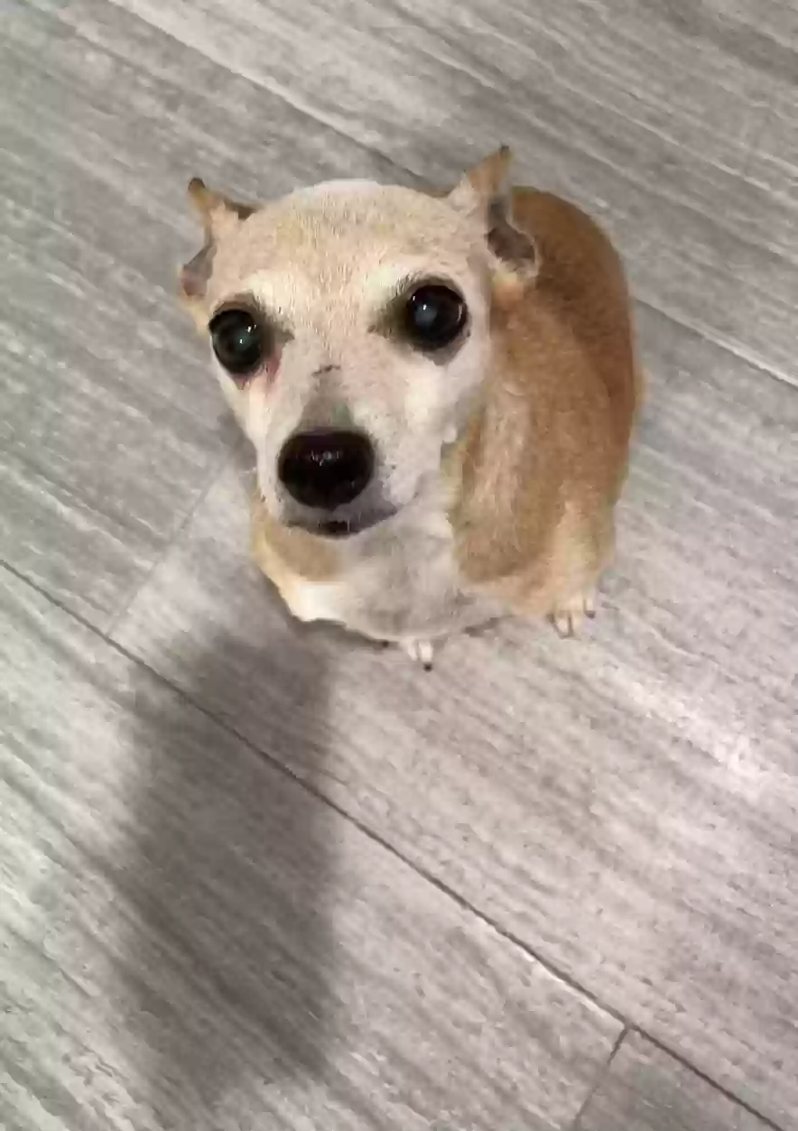 Lost dog in Fort Worth, TX, 76109
